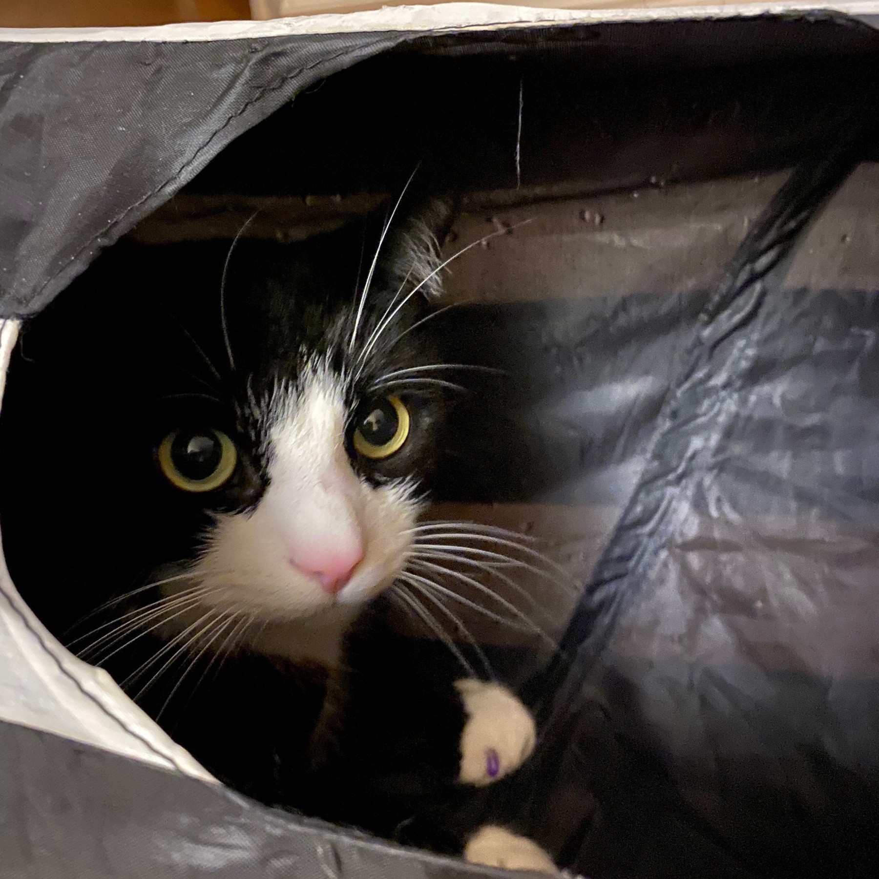 Cat playing in tube