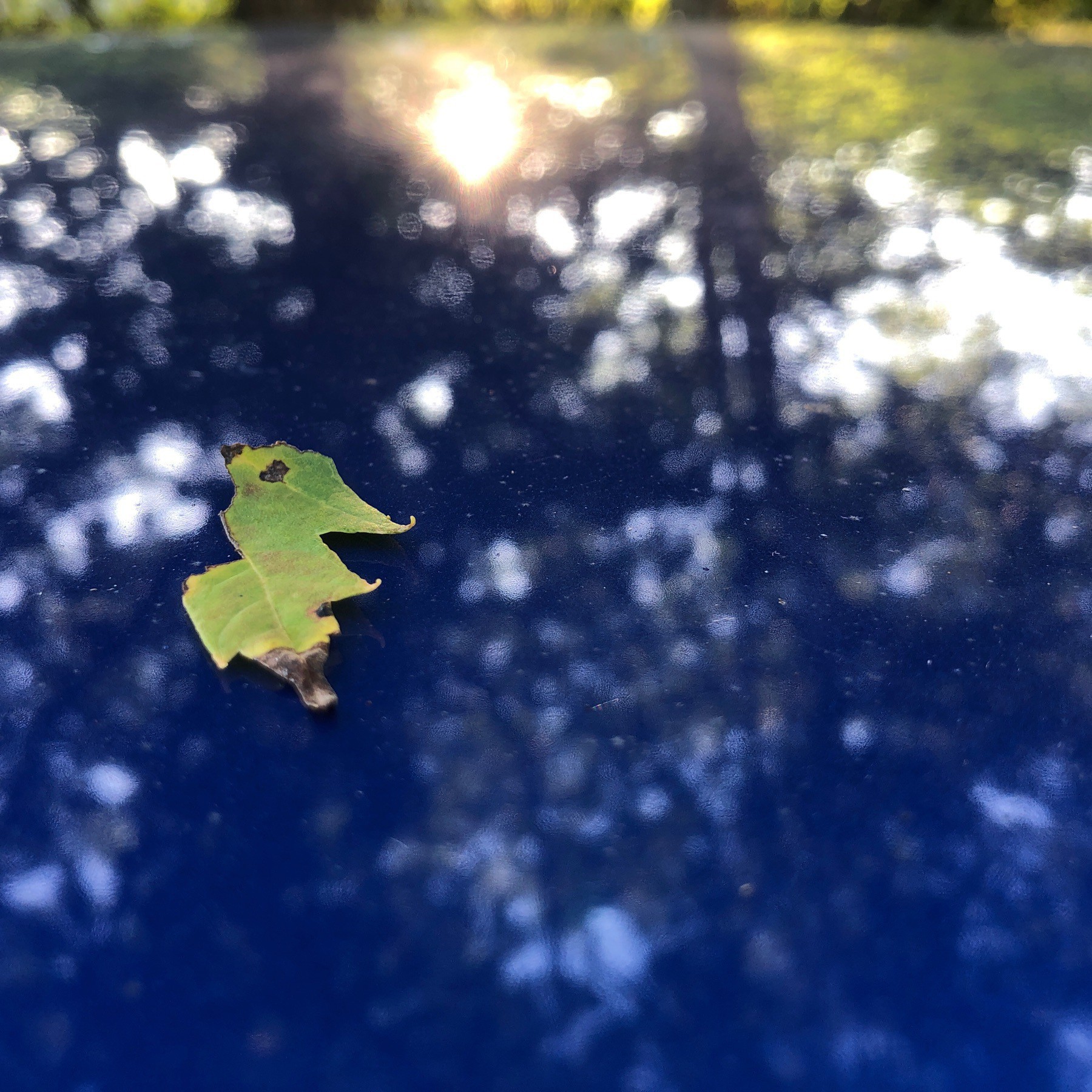 Leaf on car roof.