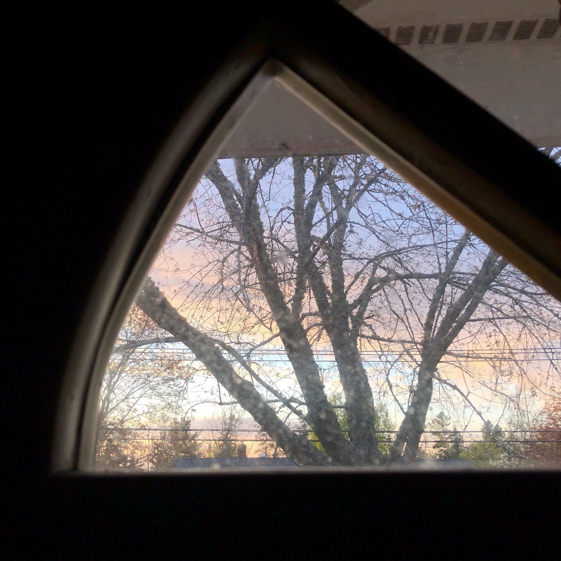 Tree through window