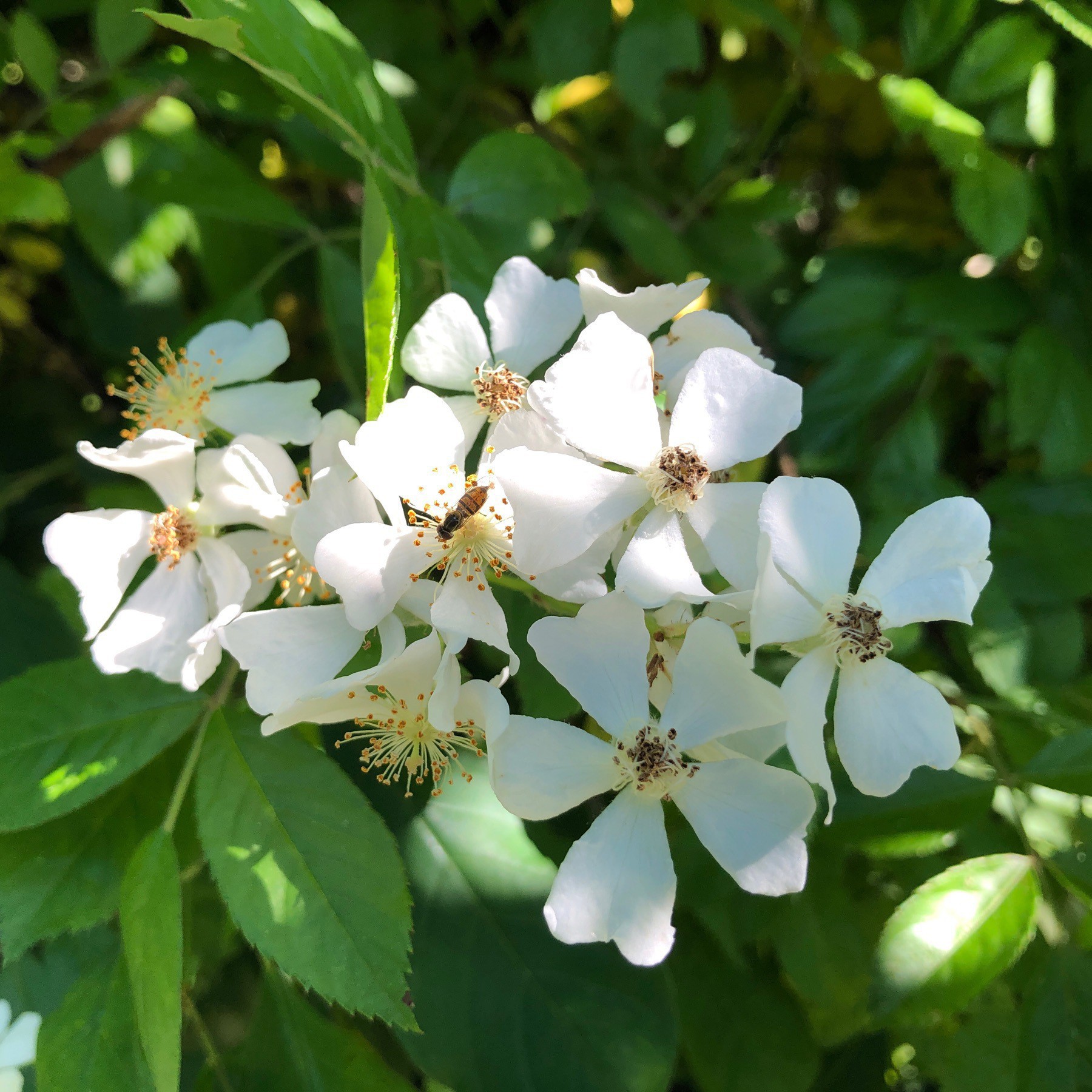 Small white flowers on a bush.
