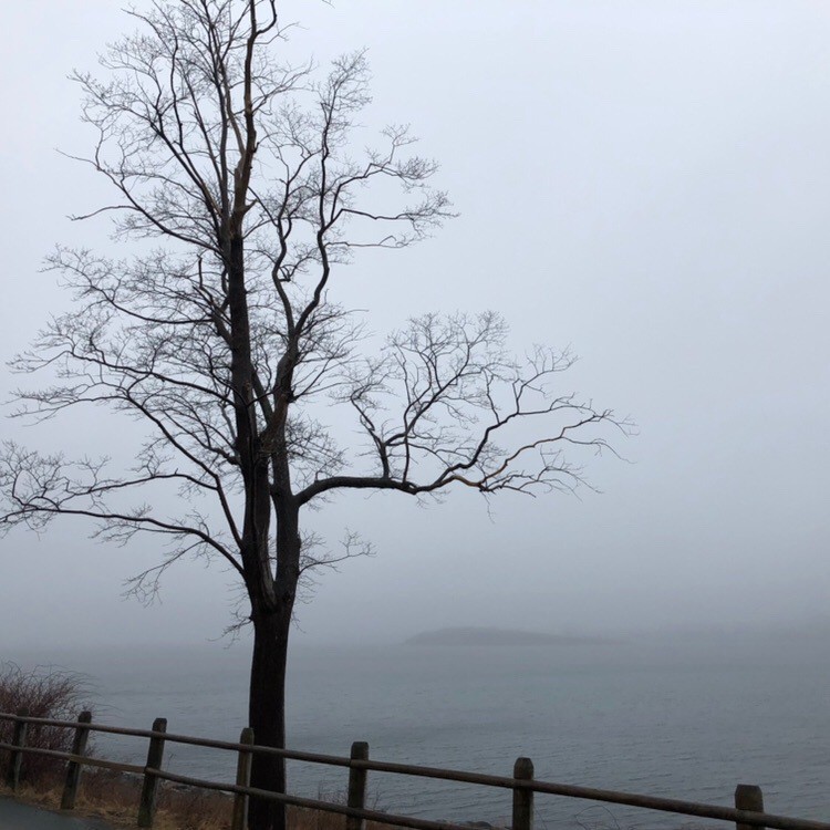 Tree and foggy harbour.