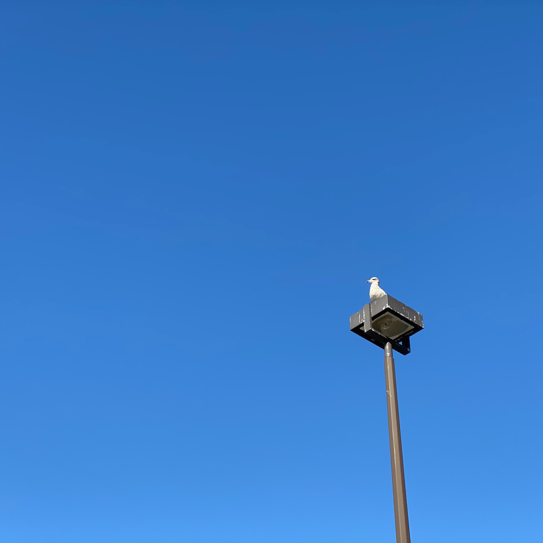 Sky and seagull on light post.