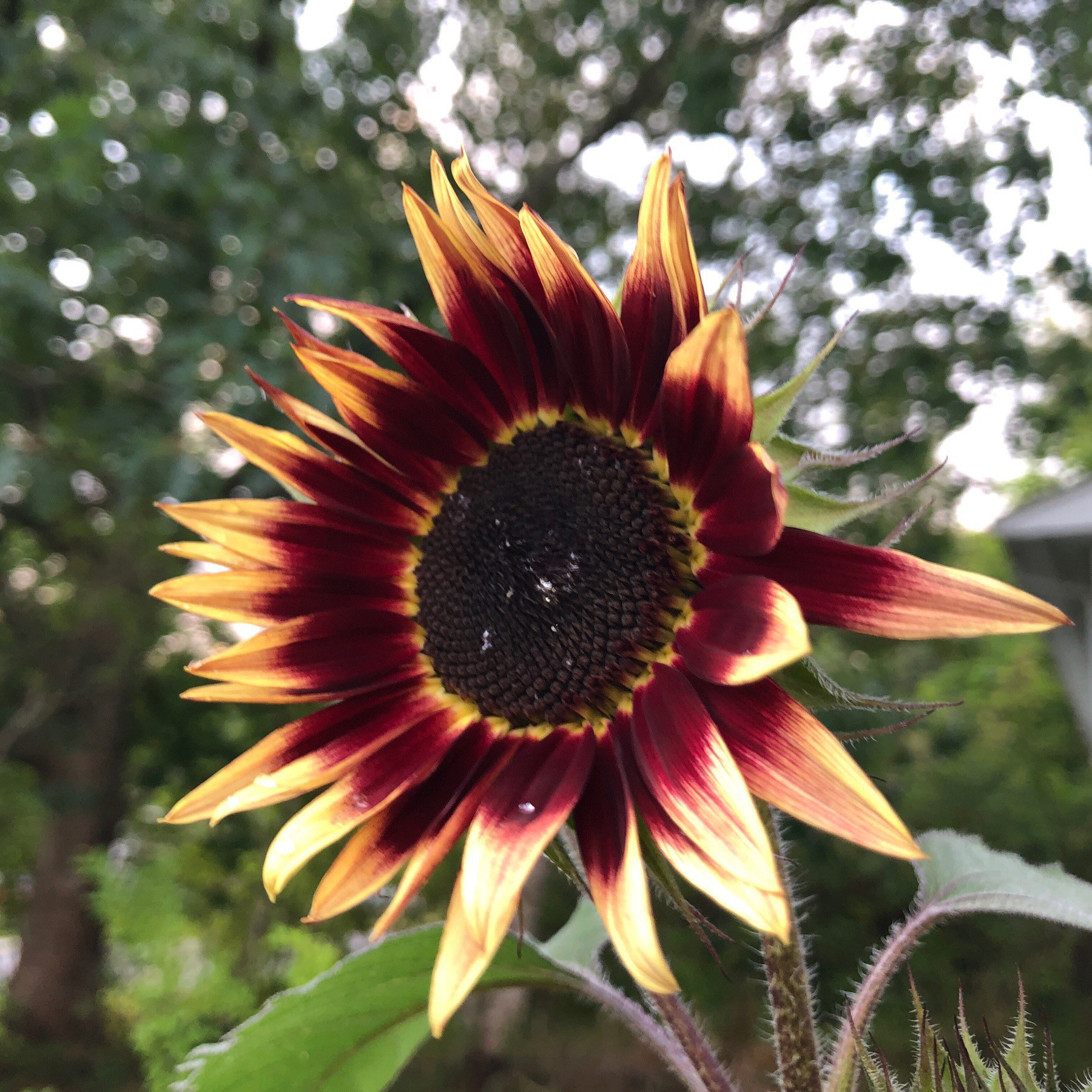 Sunflower opening.