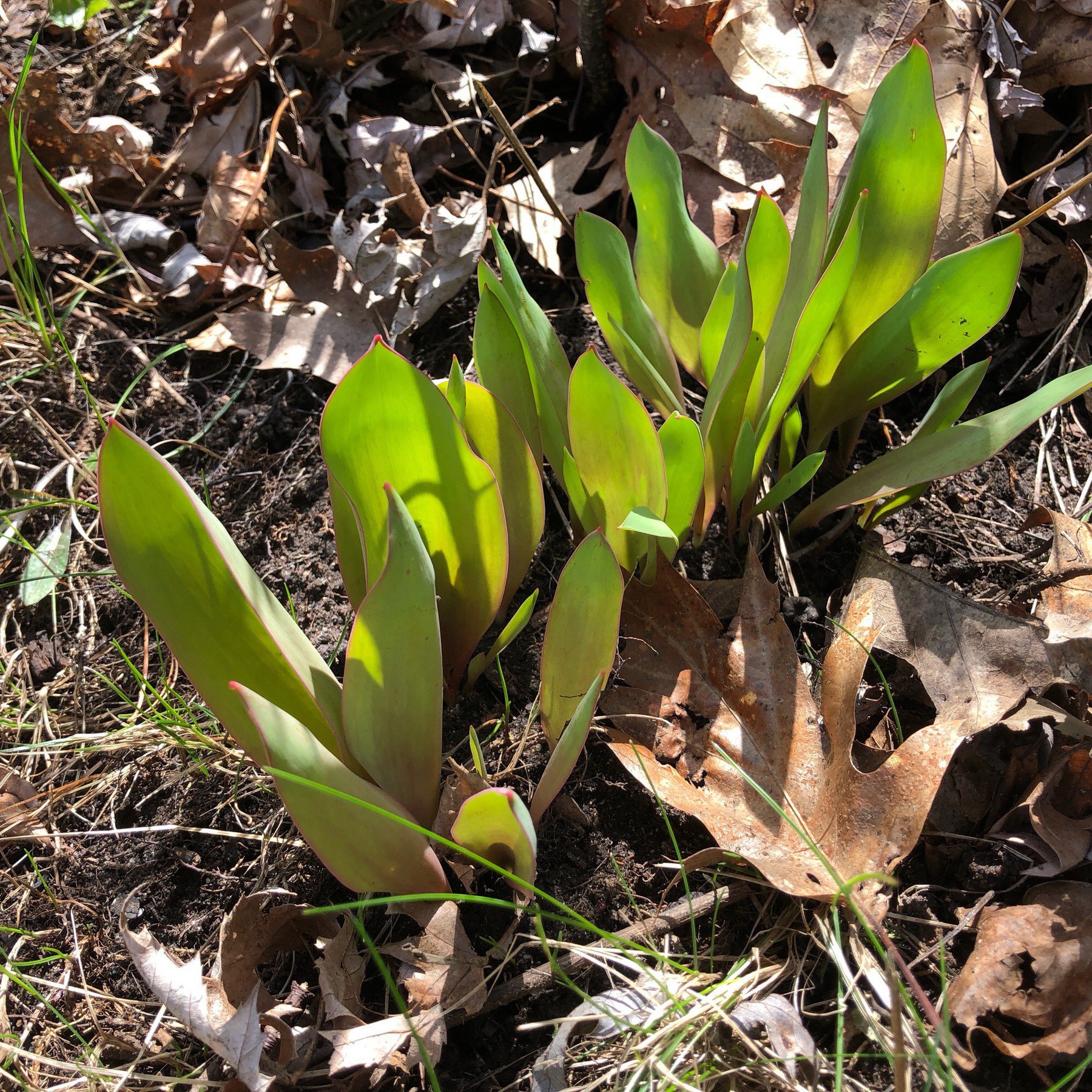 Leaves of flowers in the ground.