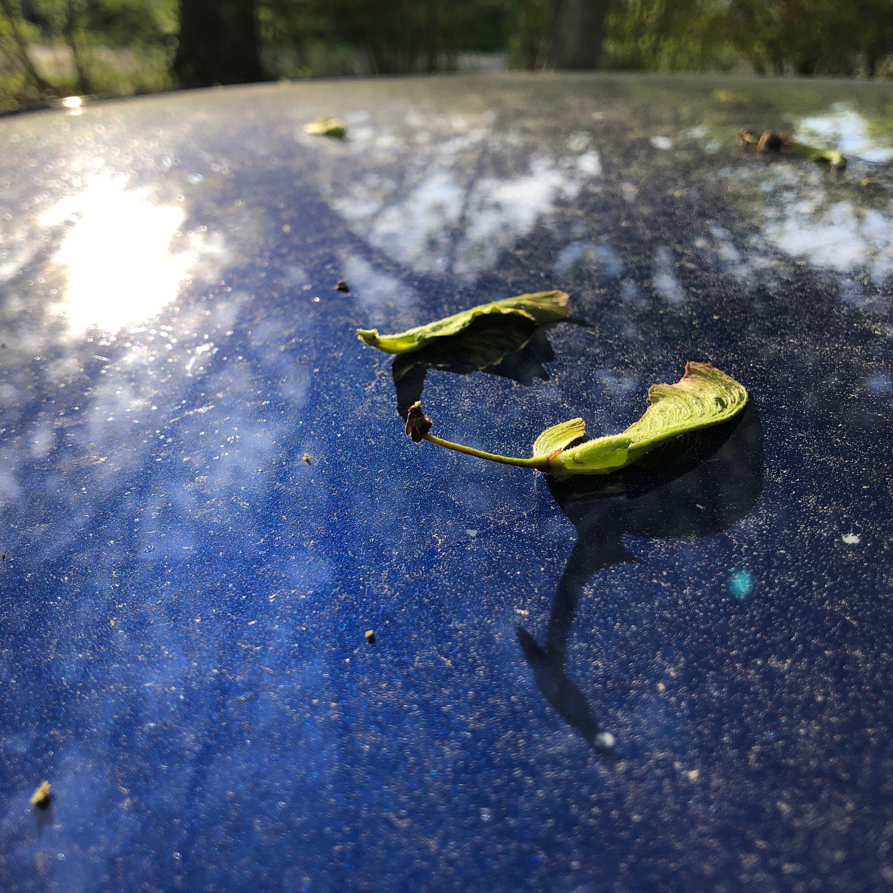 Seeds and pollen on blue car roof.
