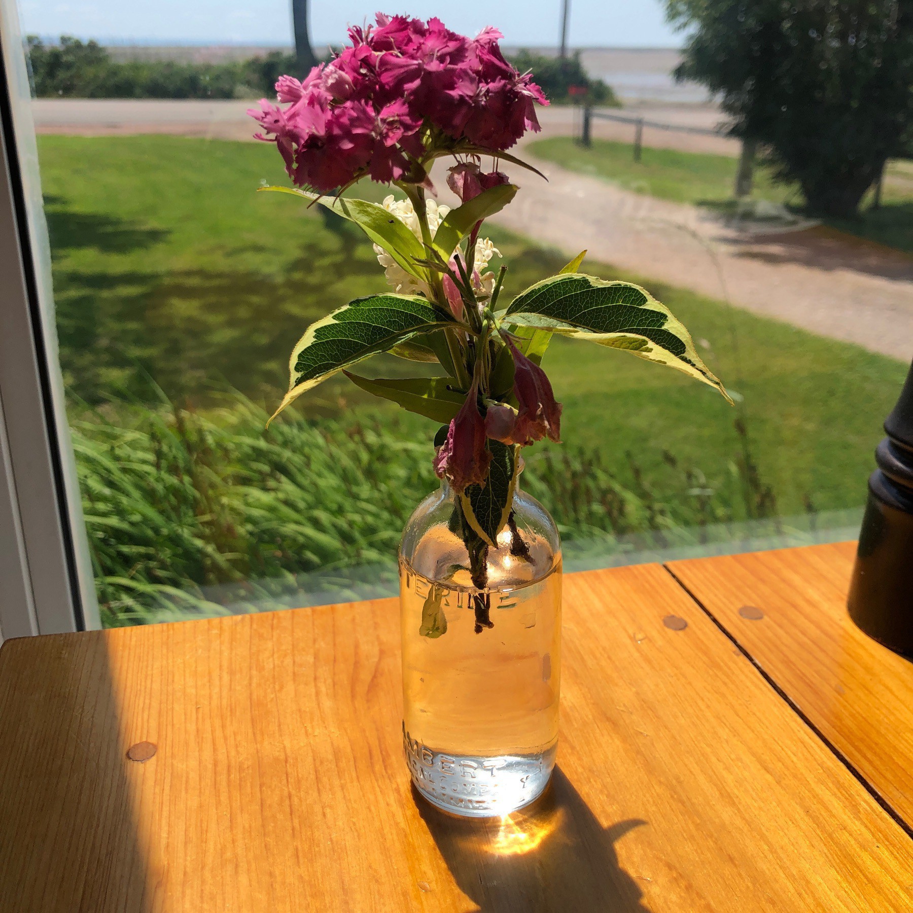 Flower in vase on table in front of window.