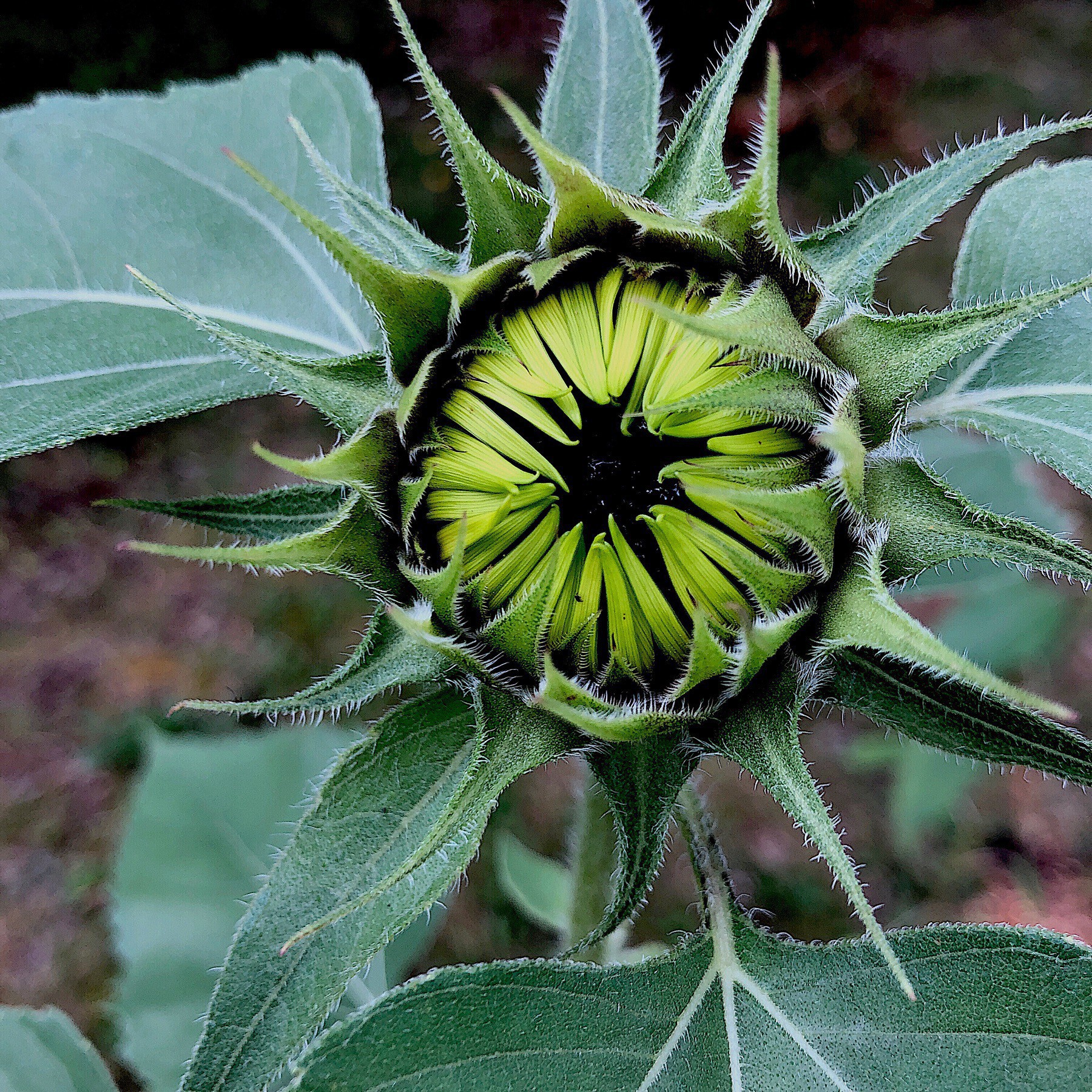 Sunflower before blooming.