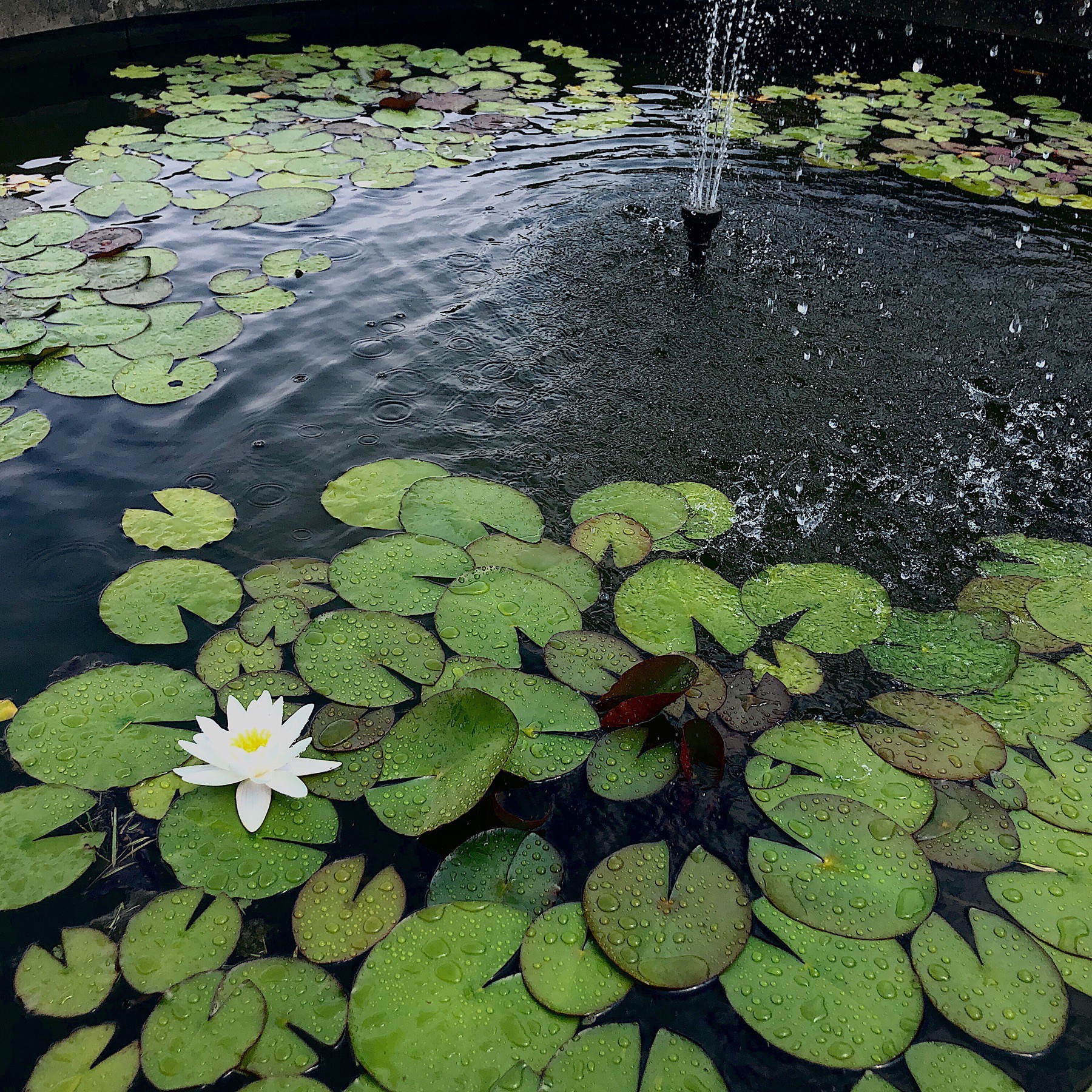 Lotus flowers and lily pads in water in fountain.