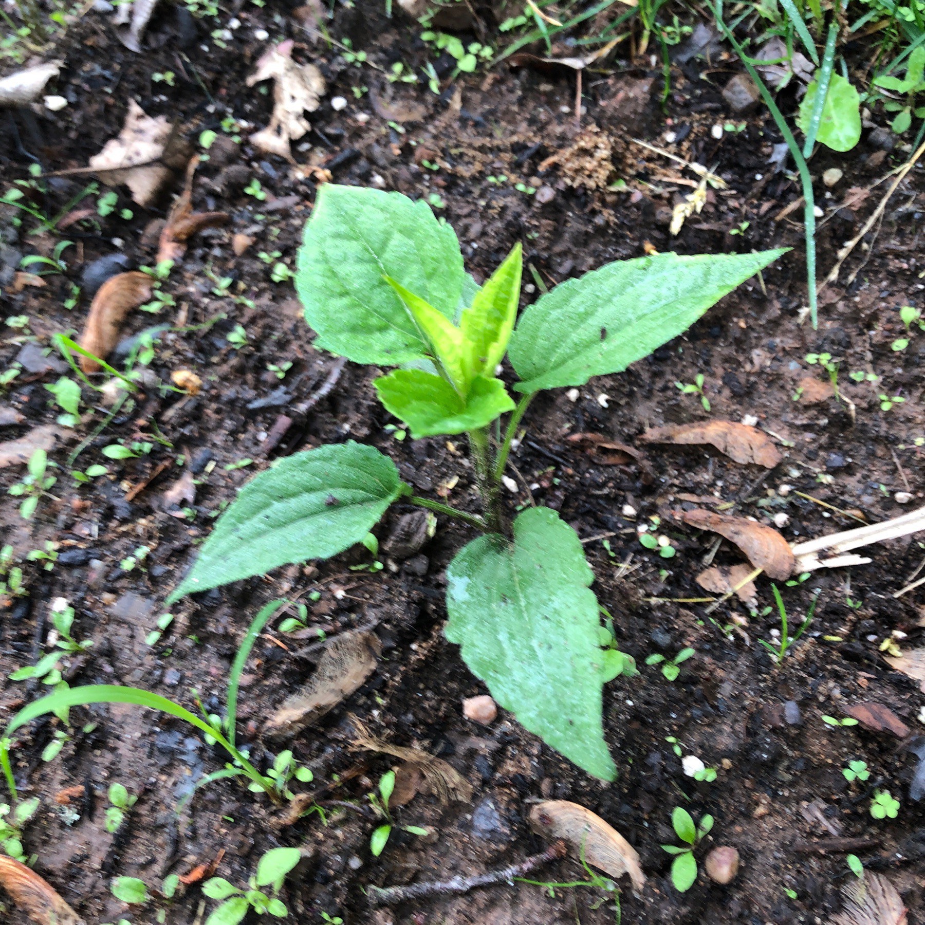 leaves on plant growing in dirt