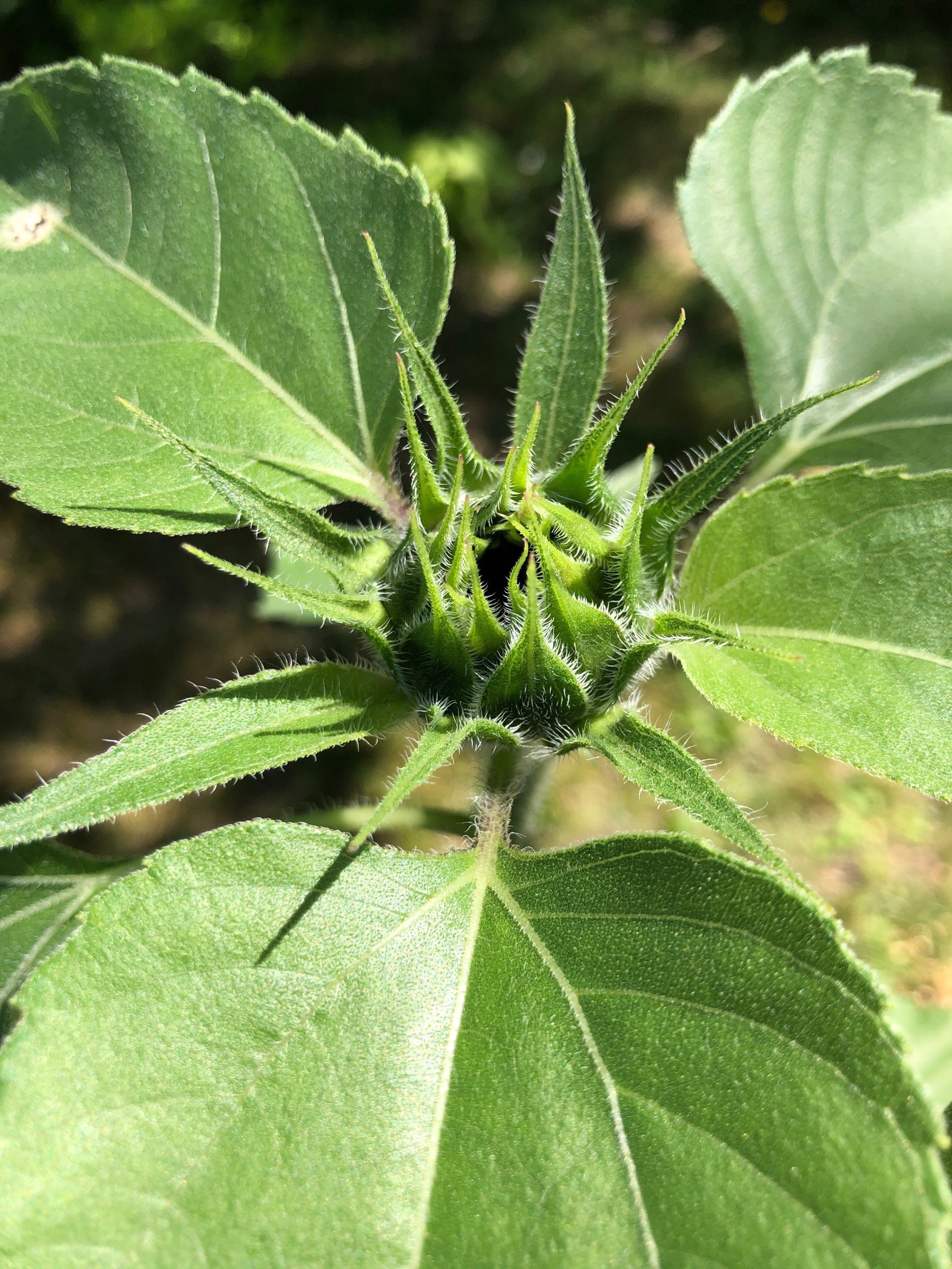 Sunflower before blooming