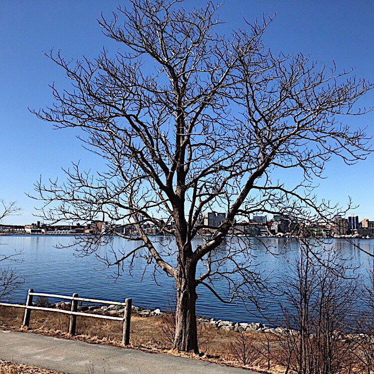 Tree against sky with harbour in distance.
