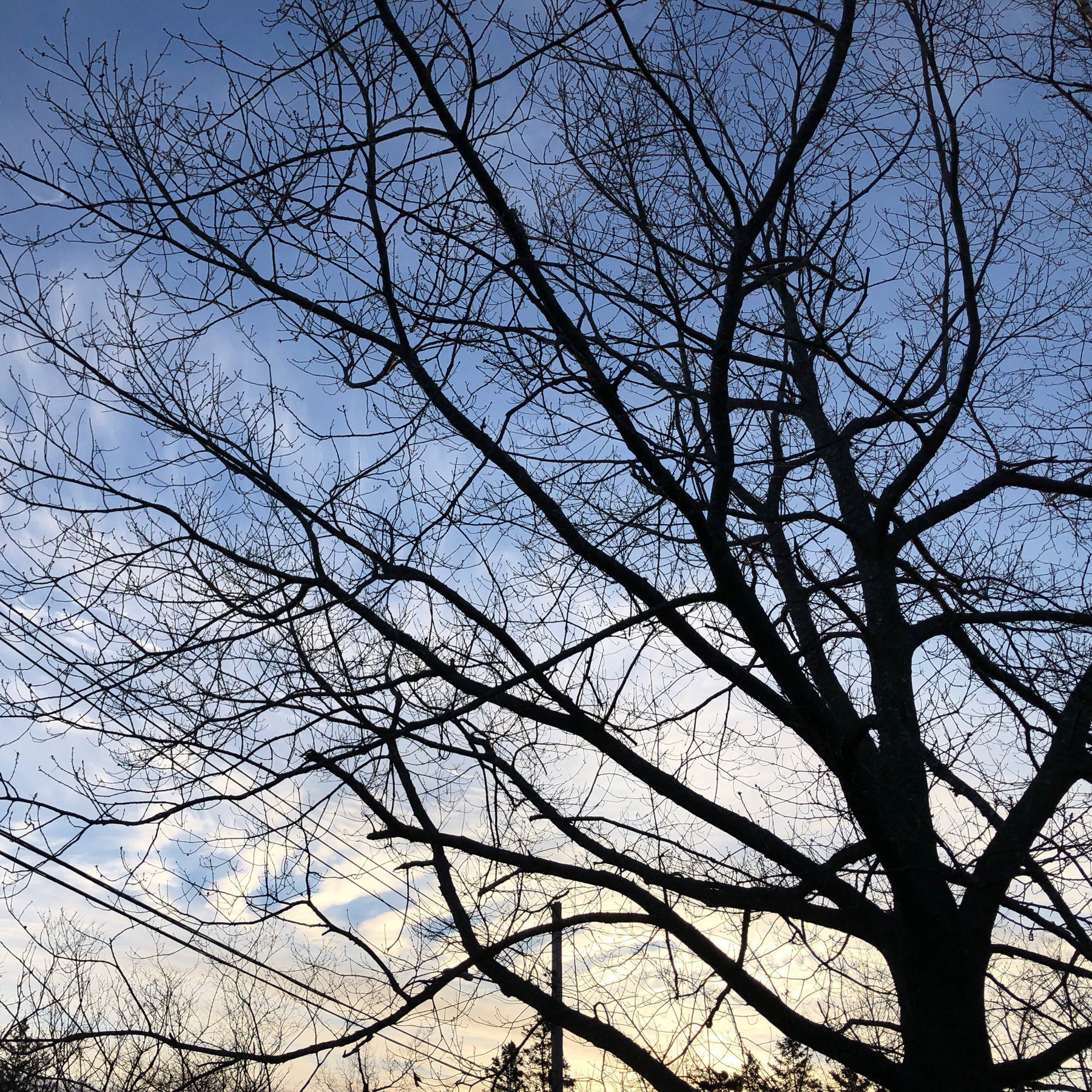 Tree branches and sky.