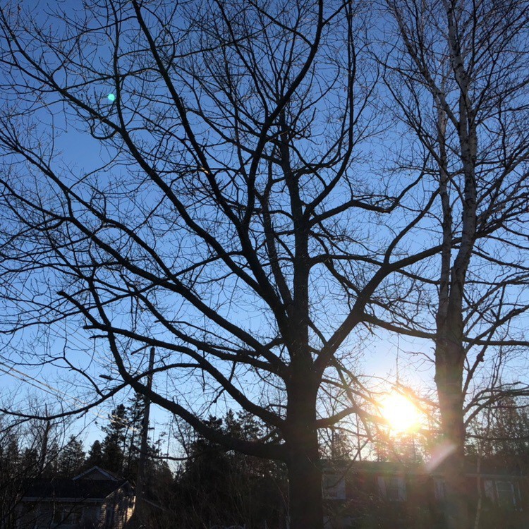 sunrise through trees