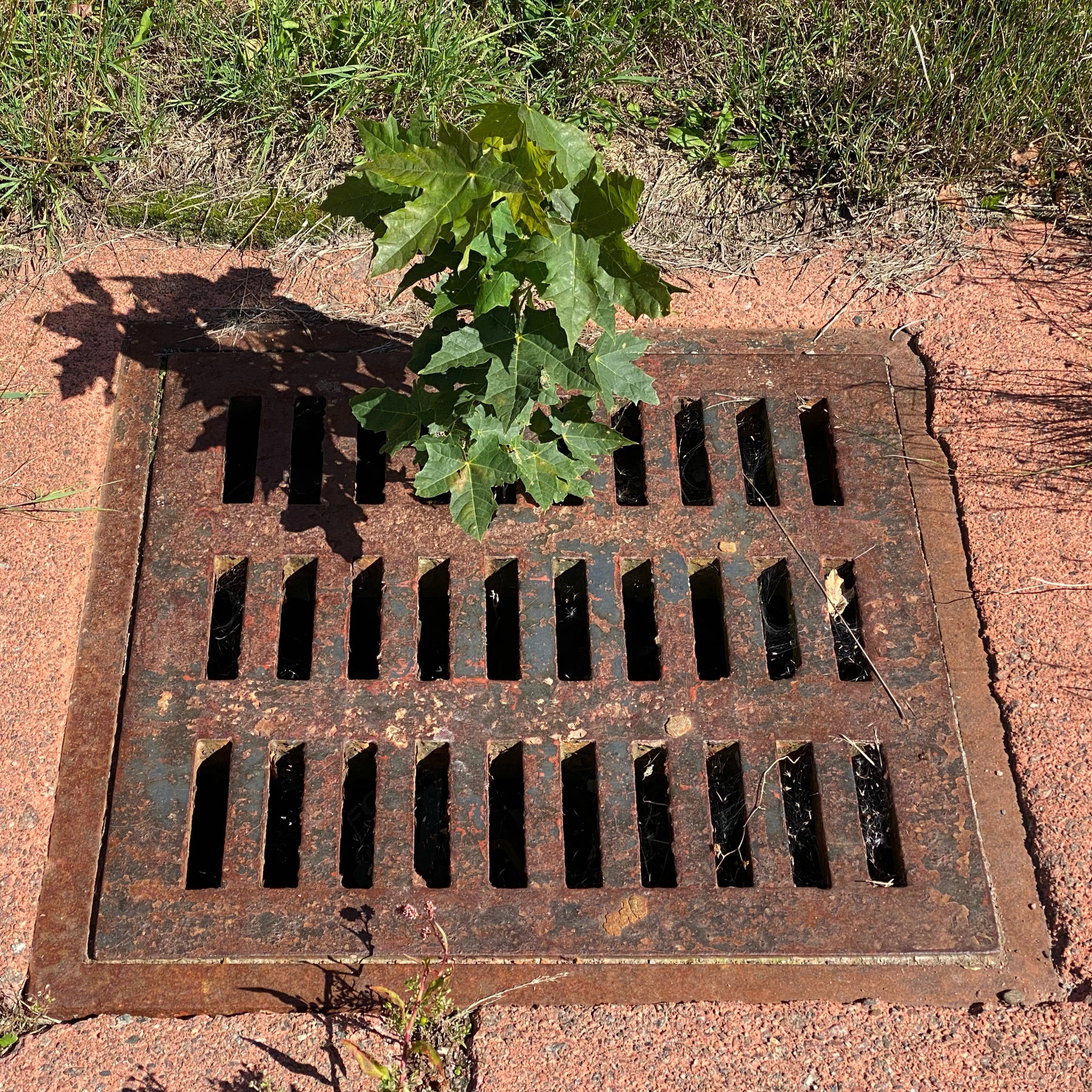 Plant growing out of sewer grate.