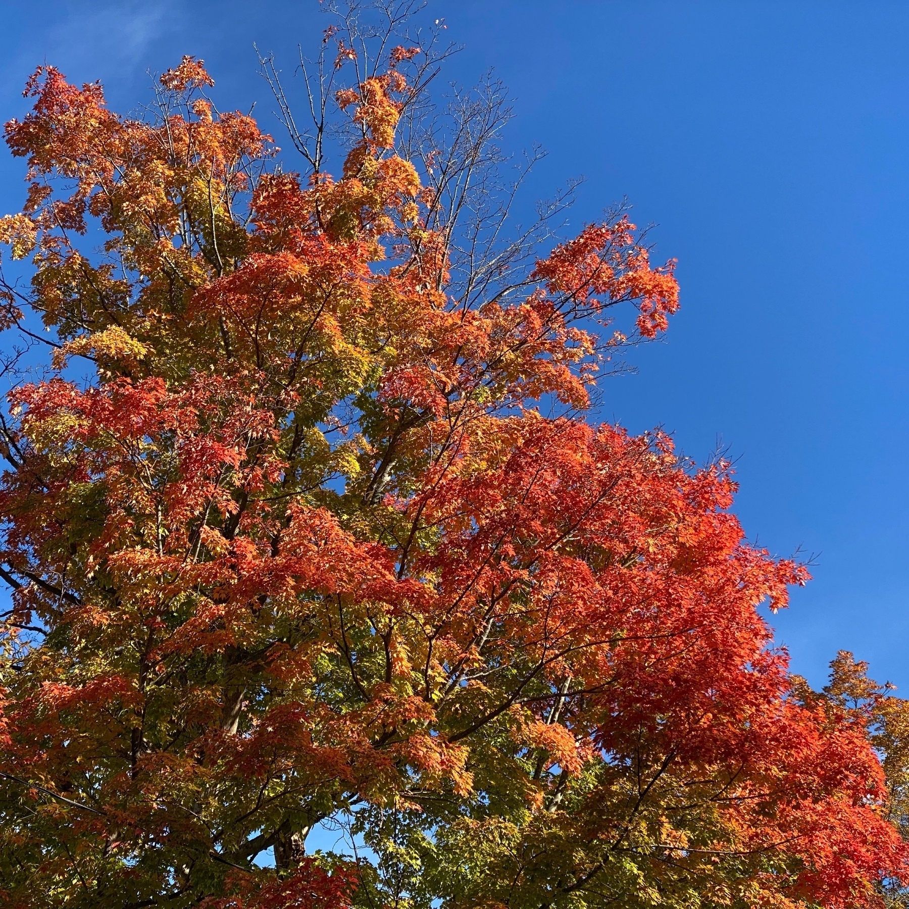 Red leaves on tree against a blue sky.