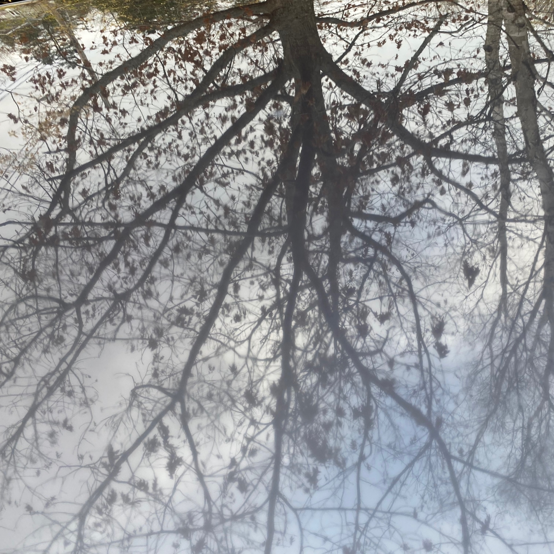 Trees reflected in roof of car.