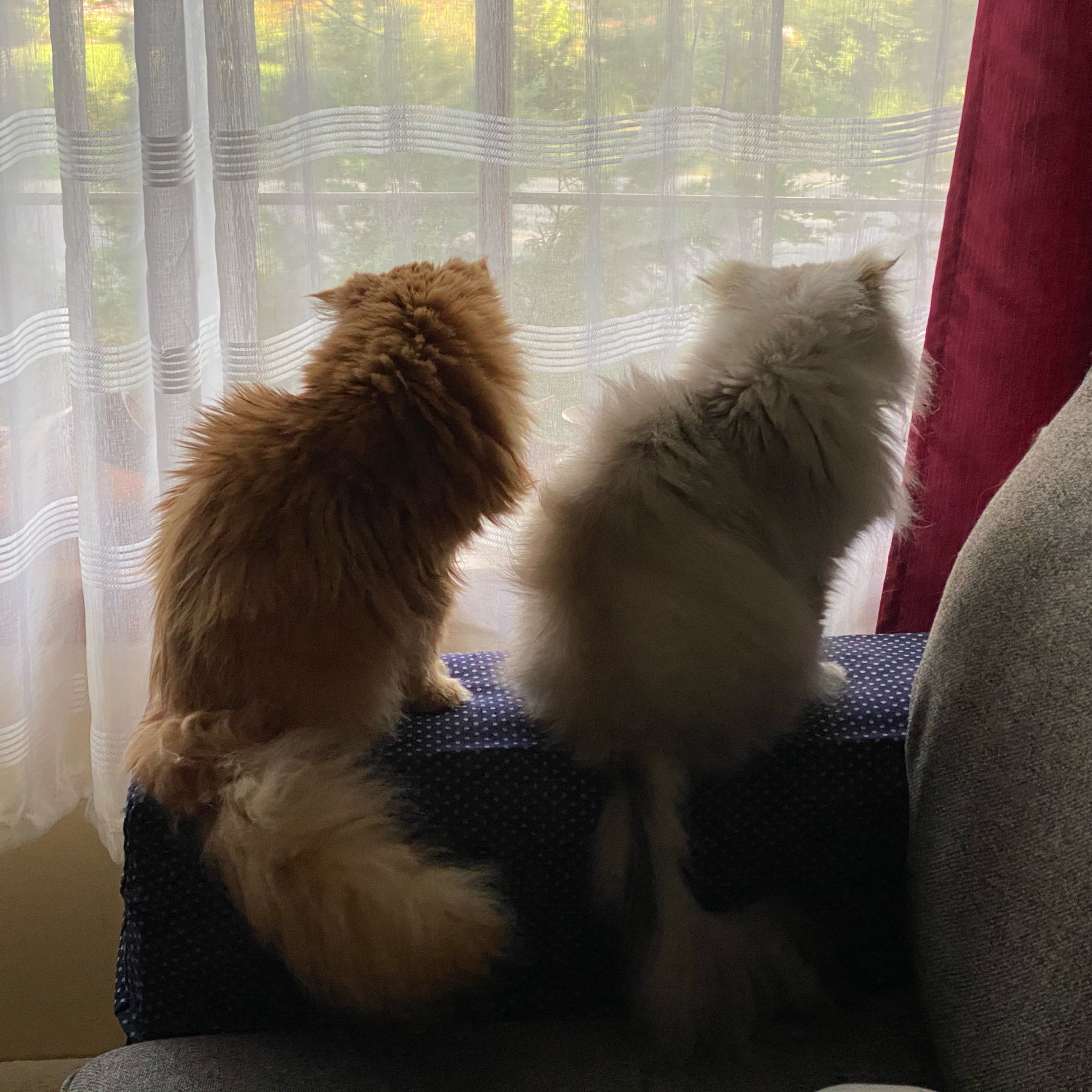 Two cats on the arm of a sofa looking out a window.