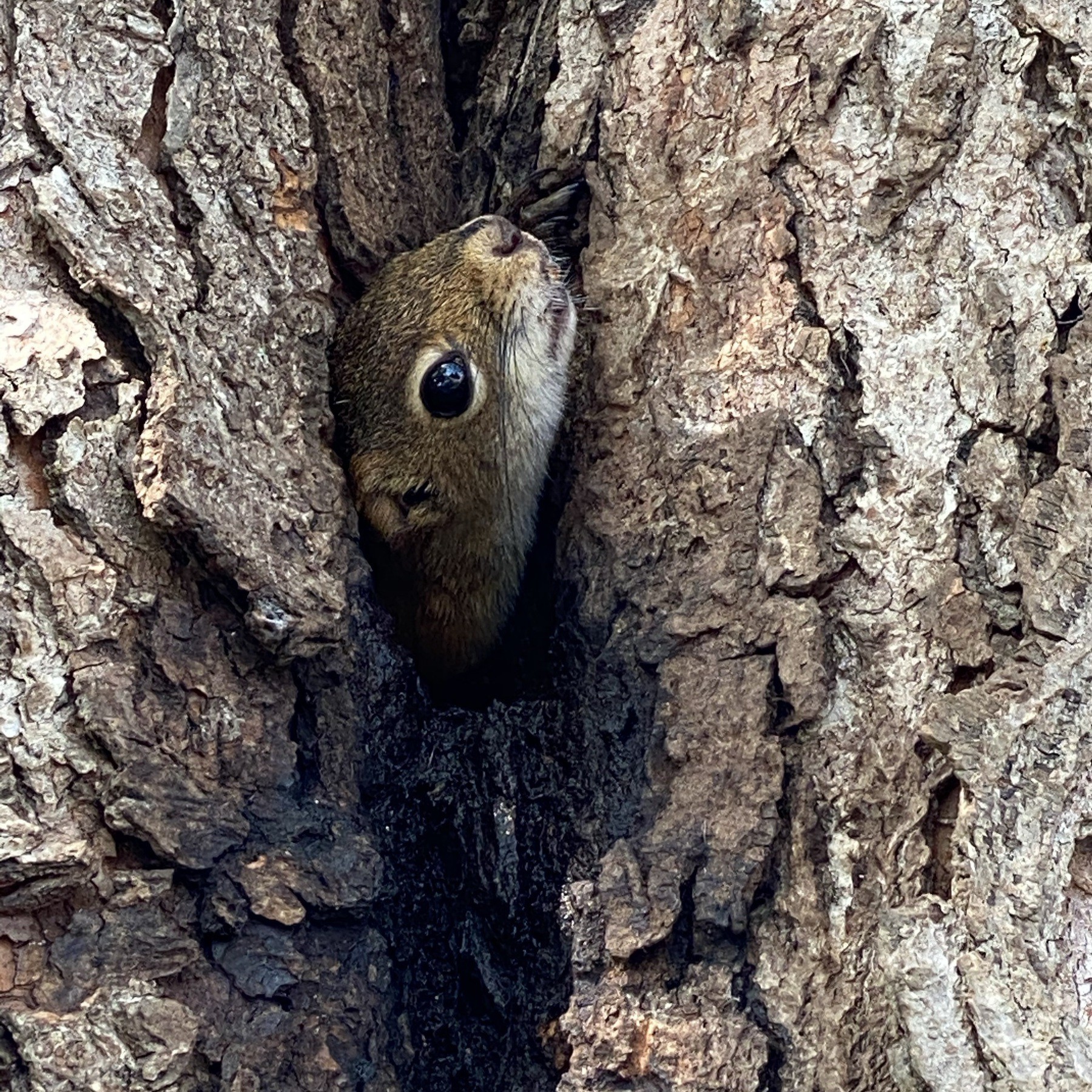 Squirrel in crevice in a tree.