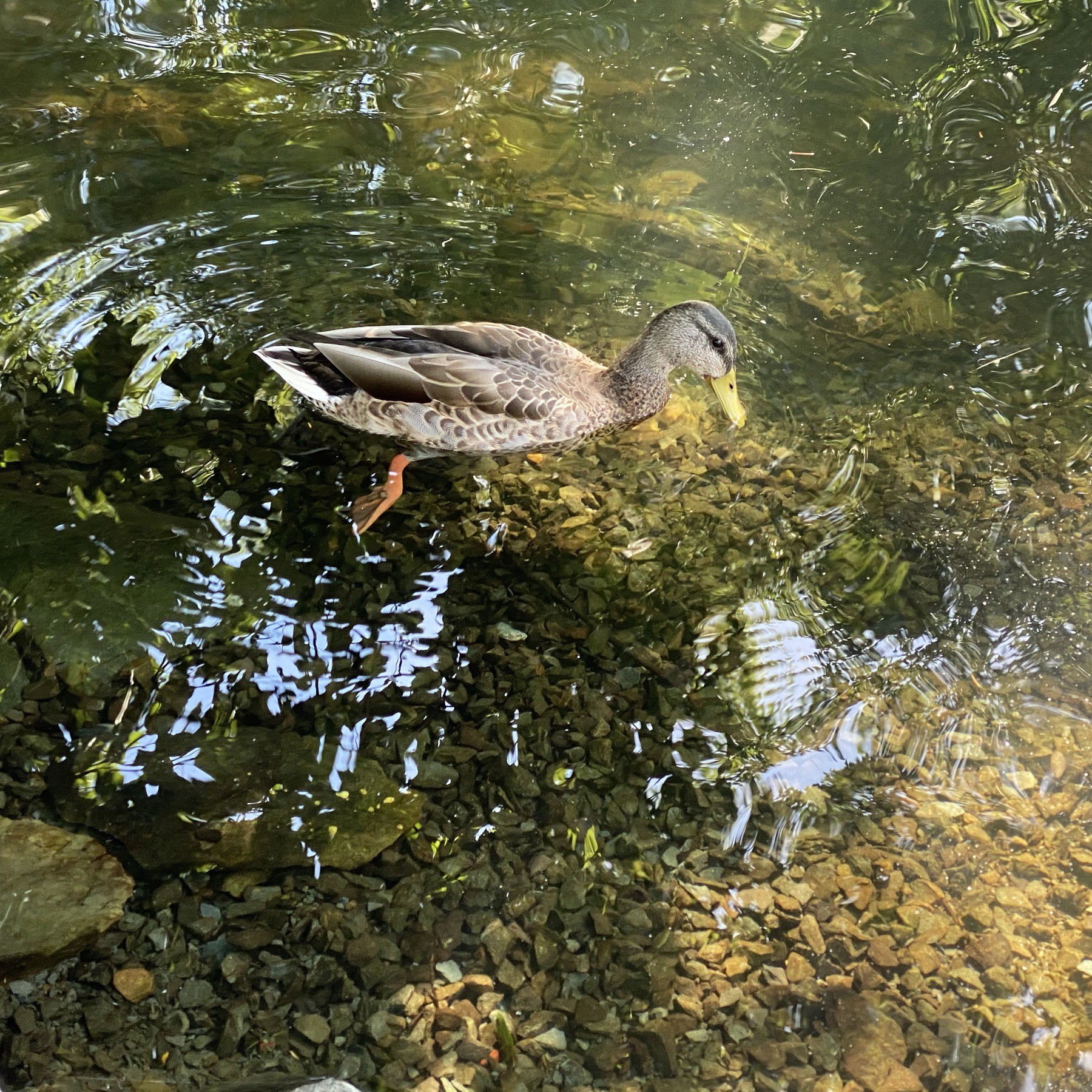 Duck floating in water.