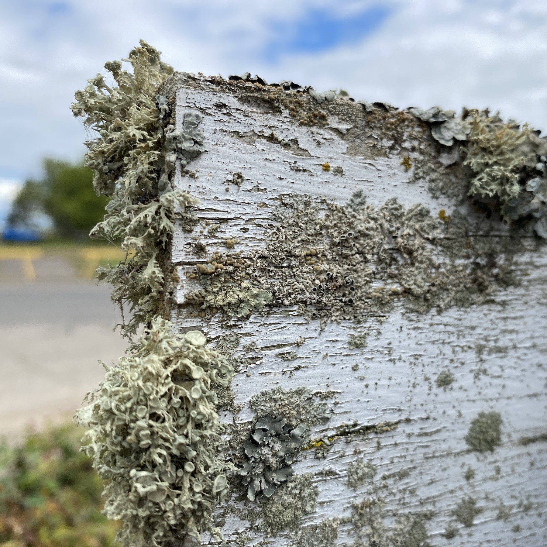 Corner of wooden sign with lichen on it.