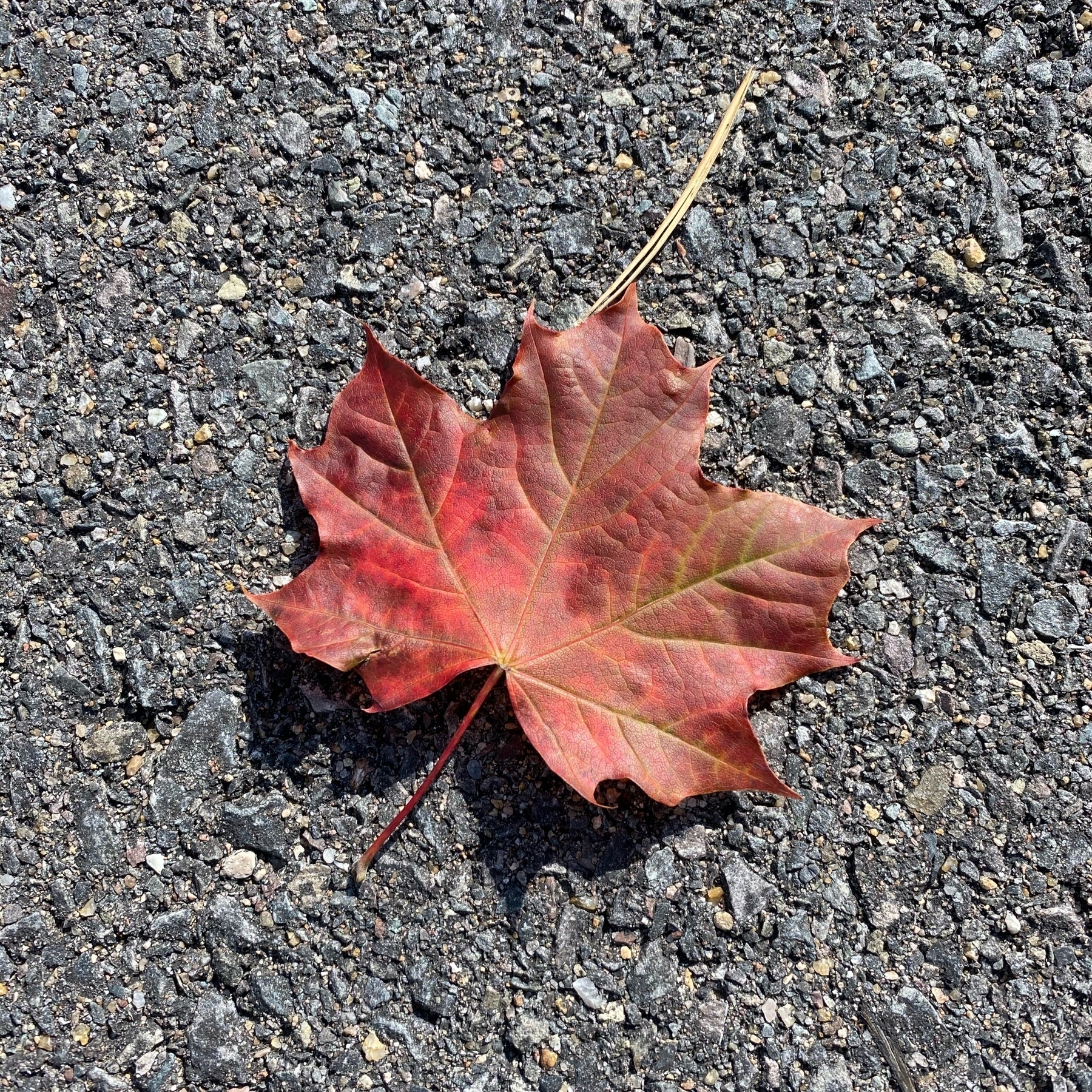 Fallen leaf on pavement. 