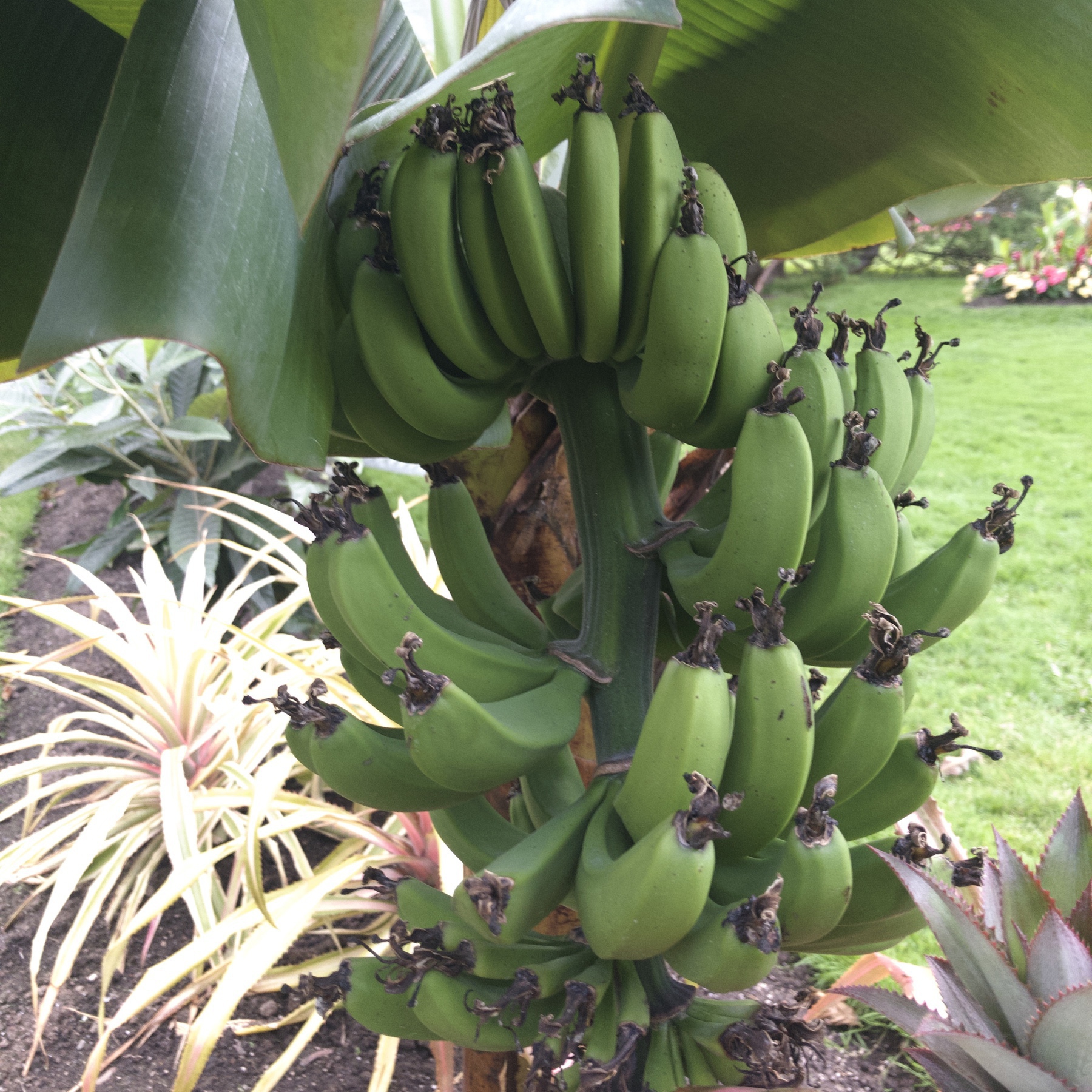 Bananas on tree.