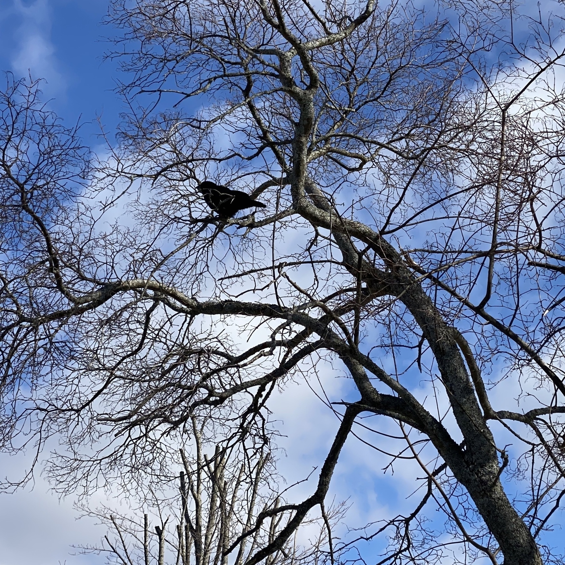 Crow in branches of a tree.