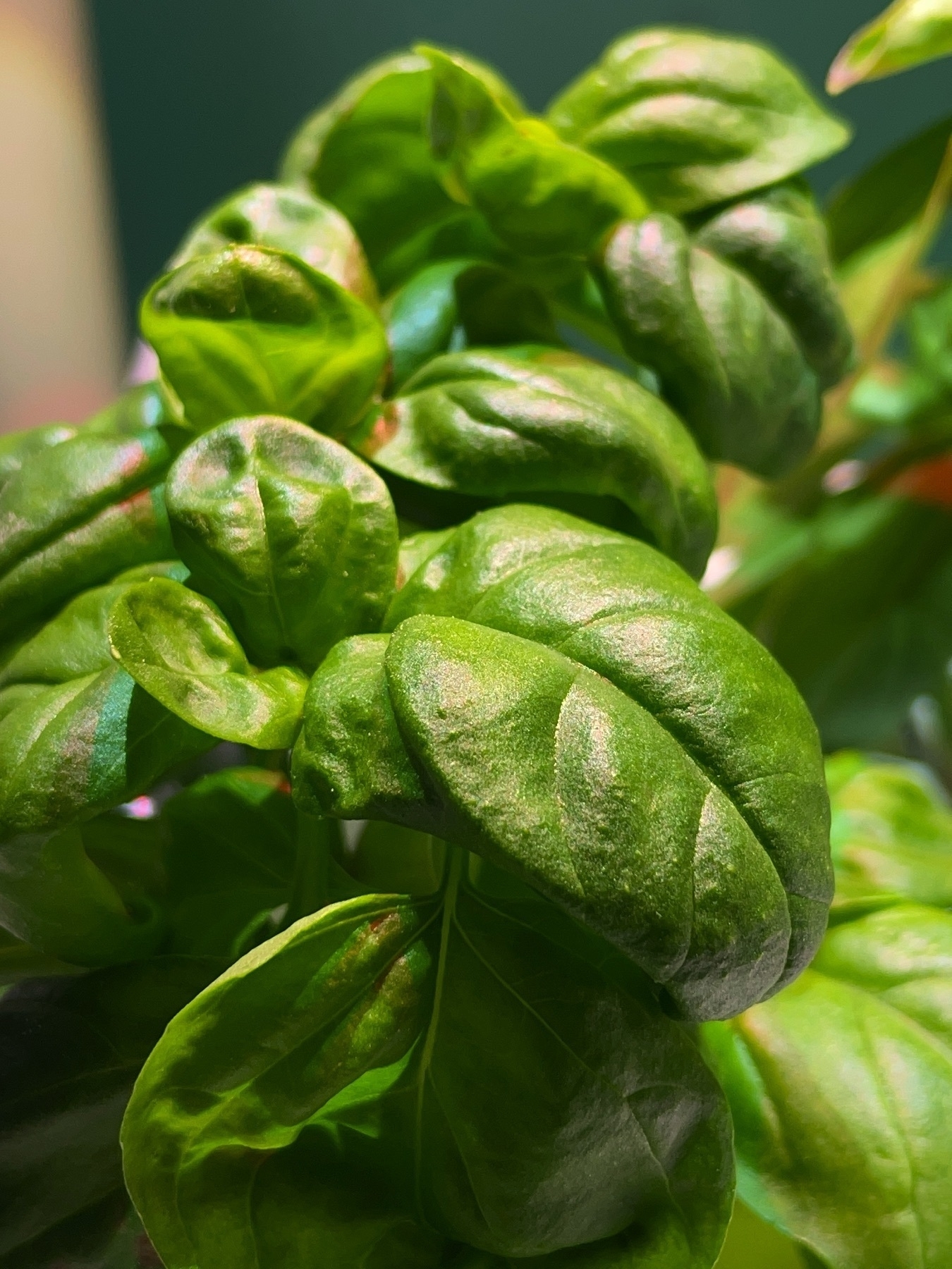 Fresh basil leaves on plant.