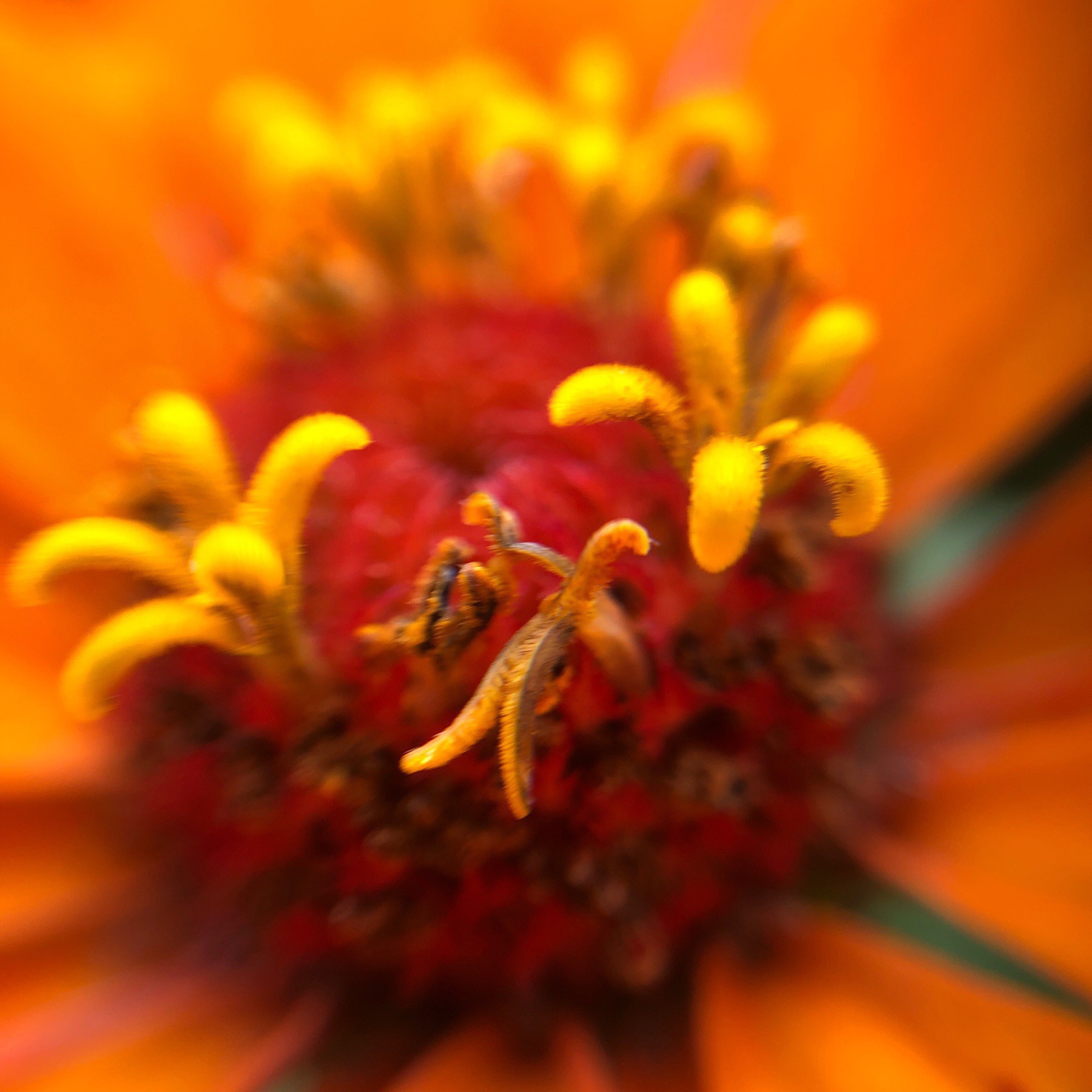 Centre of orange flower.