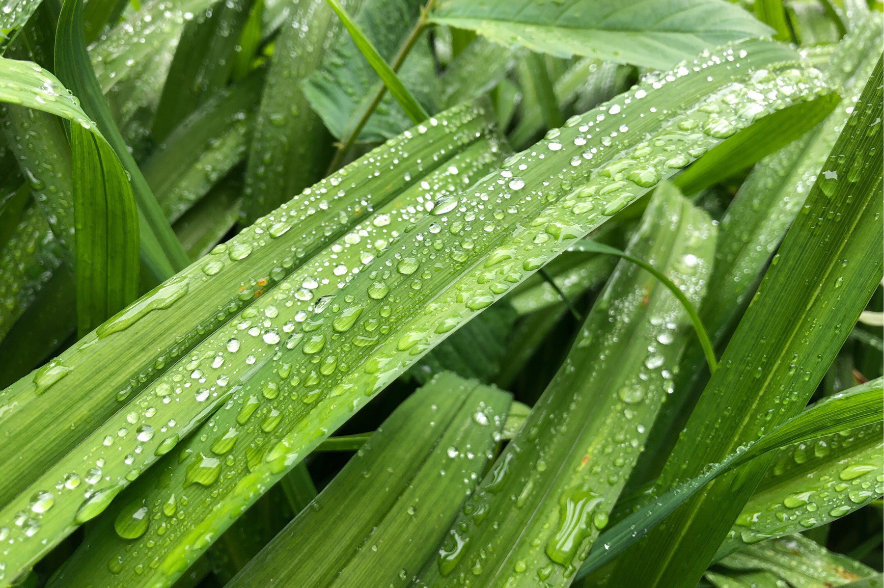 leaves with raindrops