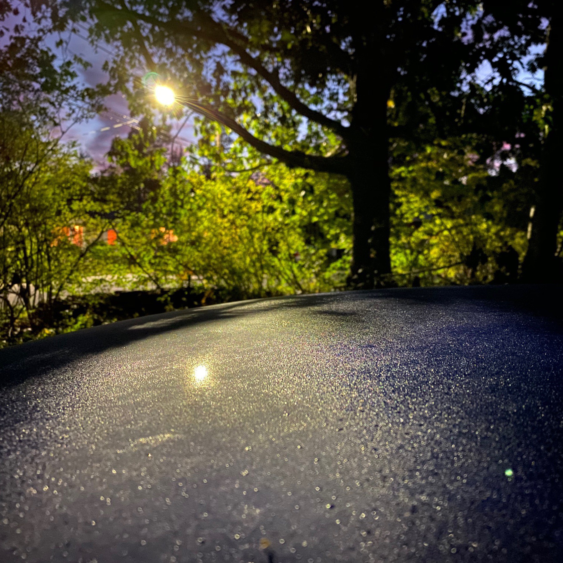 Roof of car and streetlight shining through tree.