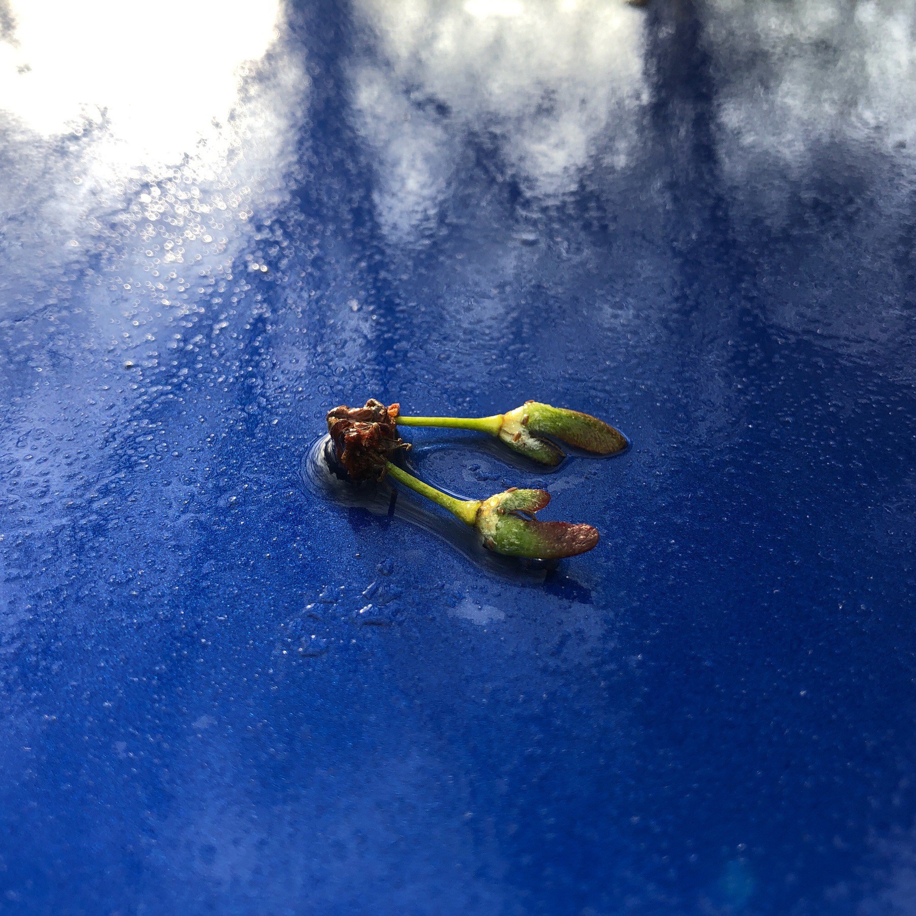 Seeds on top of car roof.