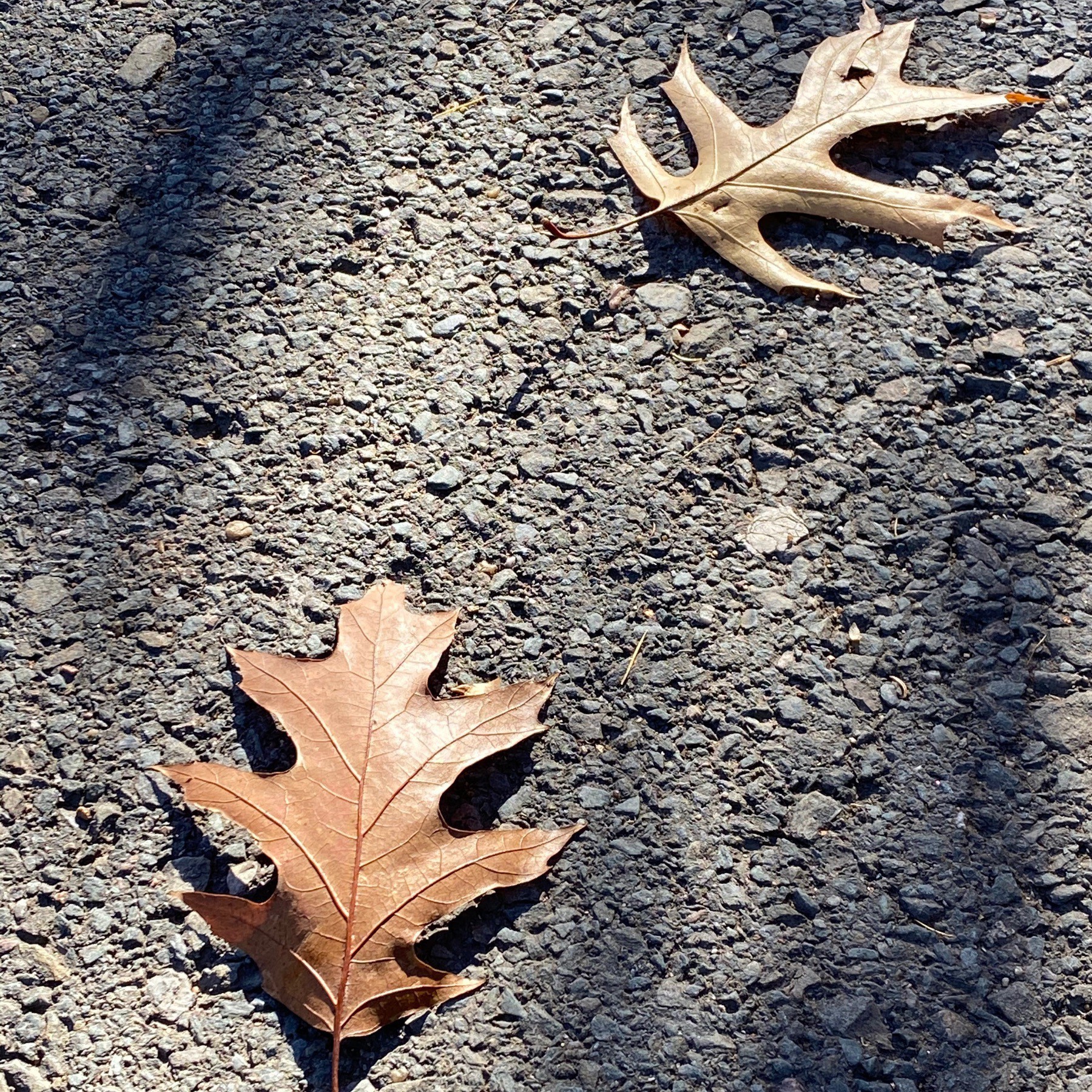 Two leaves on pavement.