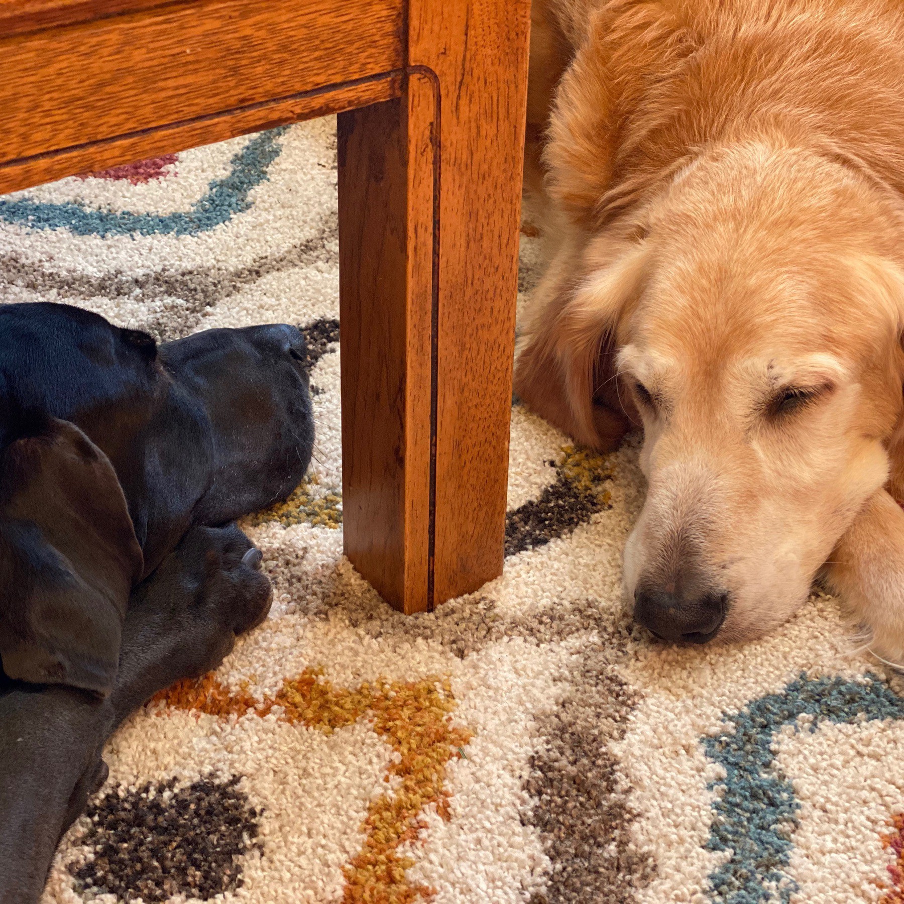 Dogs sleeping on carpet.