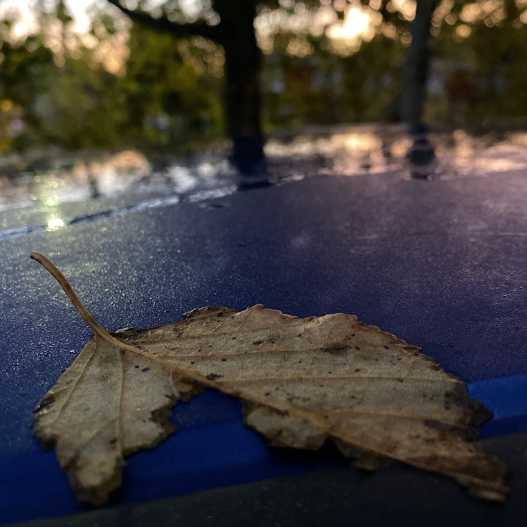 Damp leaf on car roof.