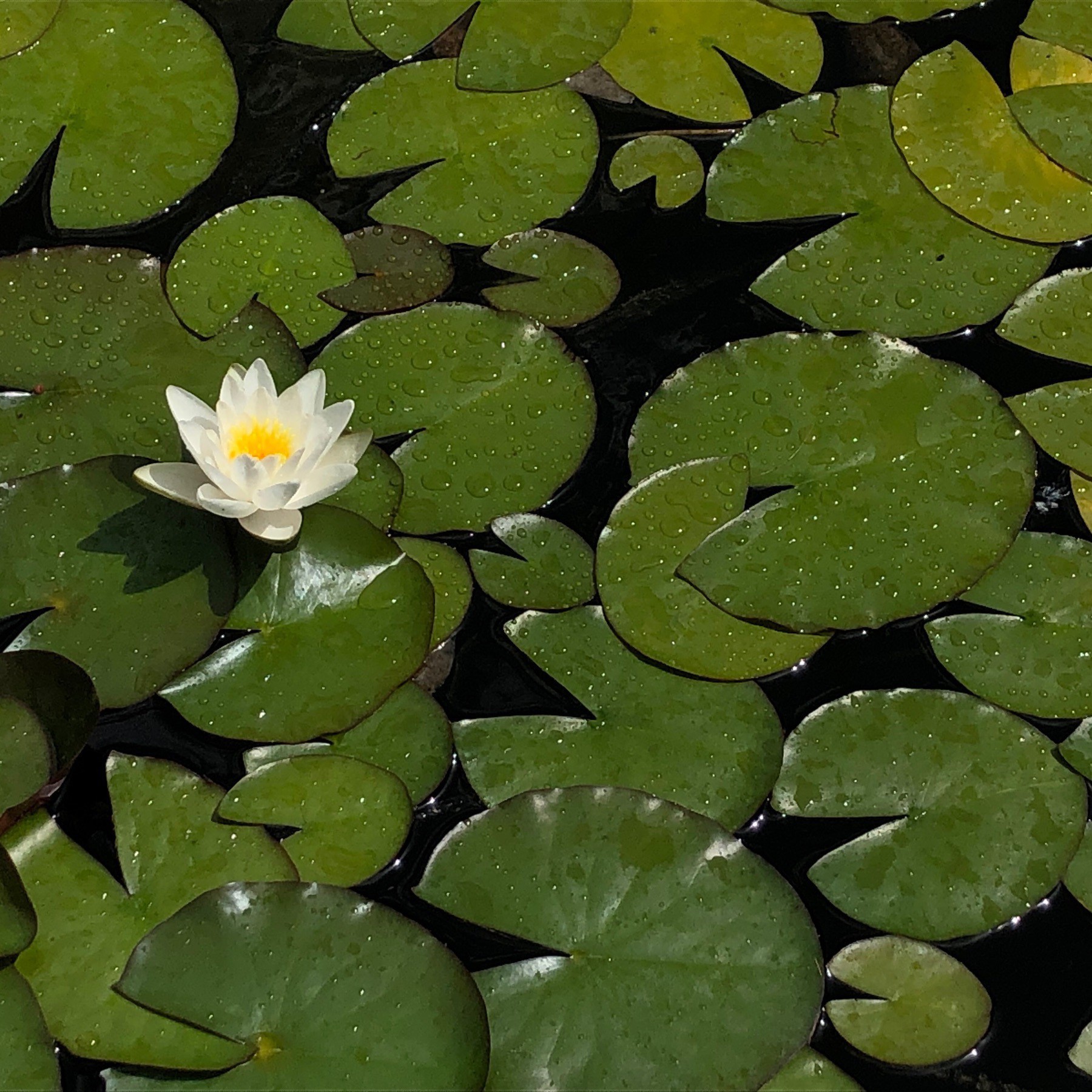 Water lily and lily pads.