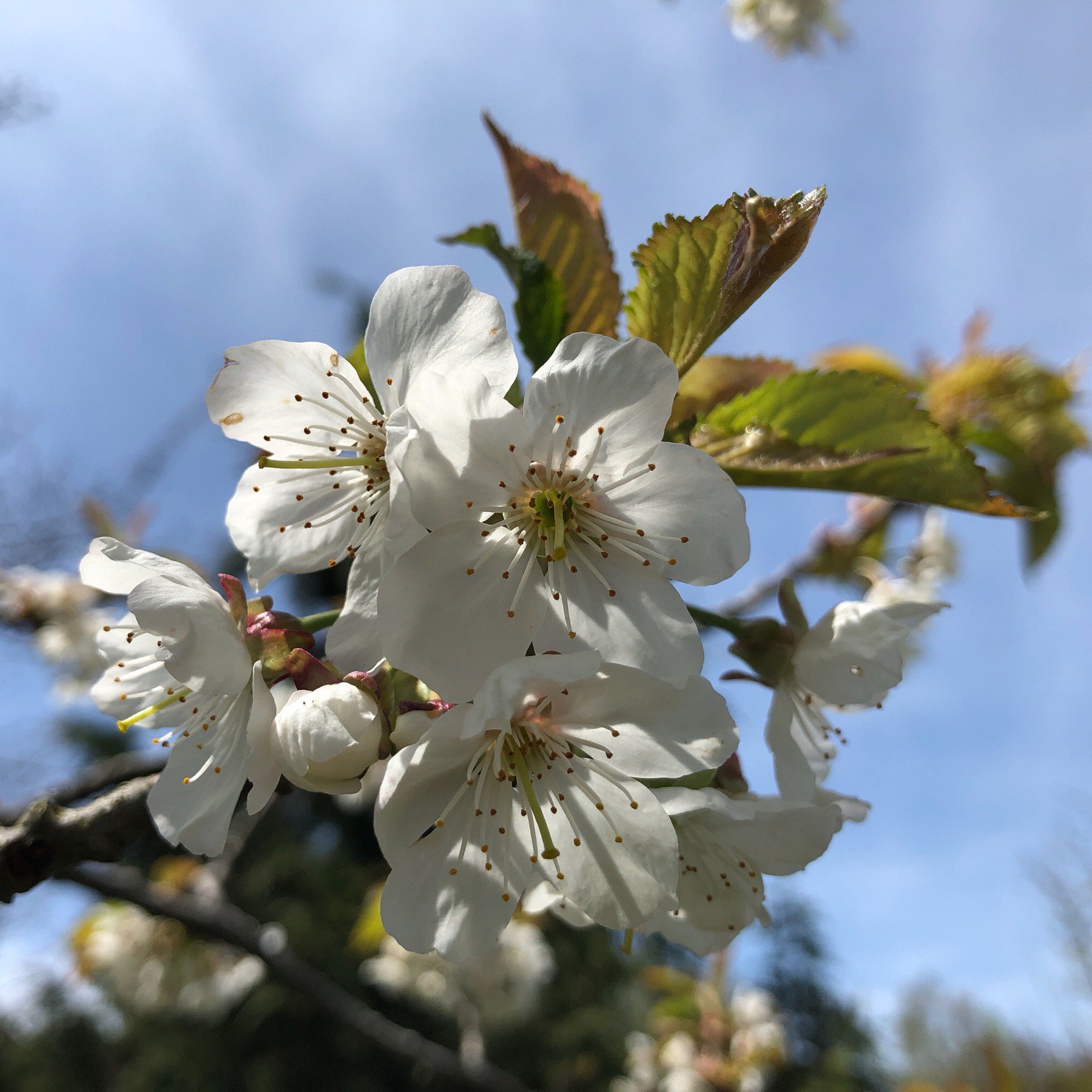 Apple blossoms on tree.