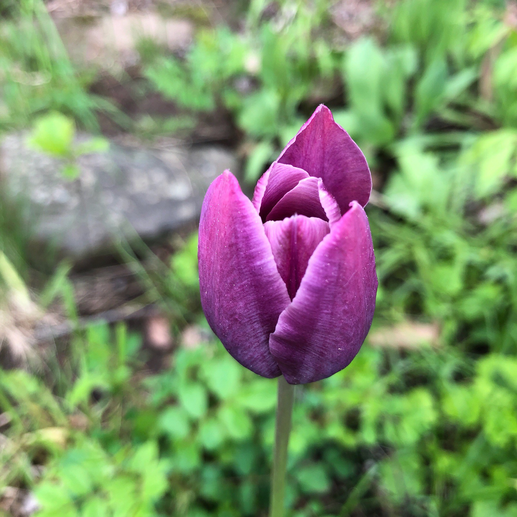 Tulip flower starting to open