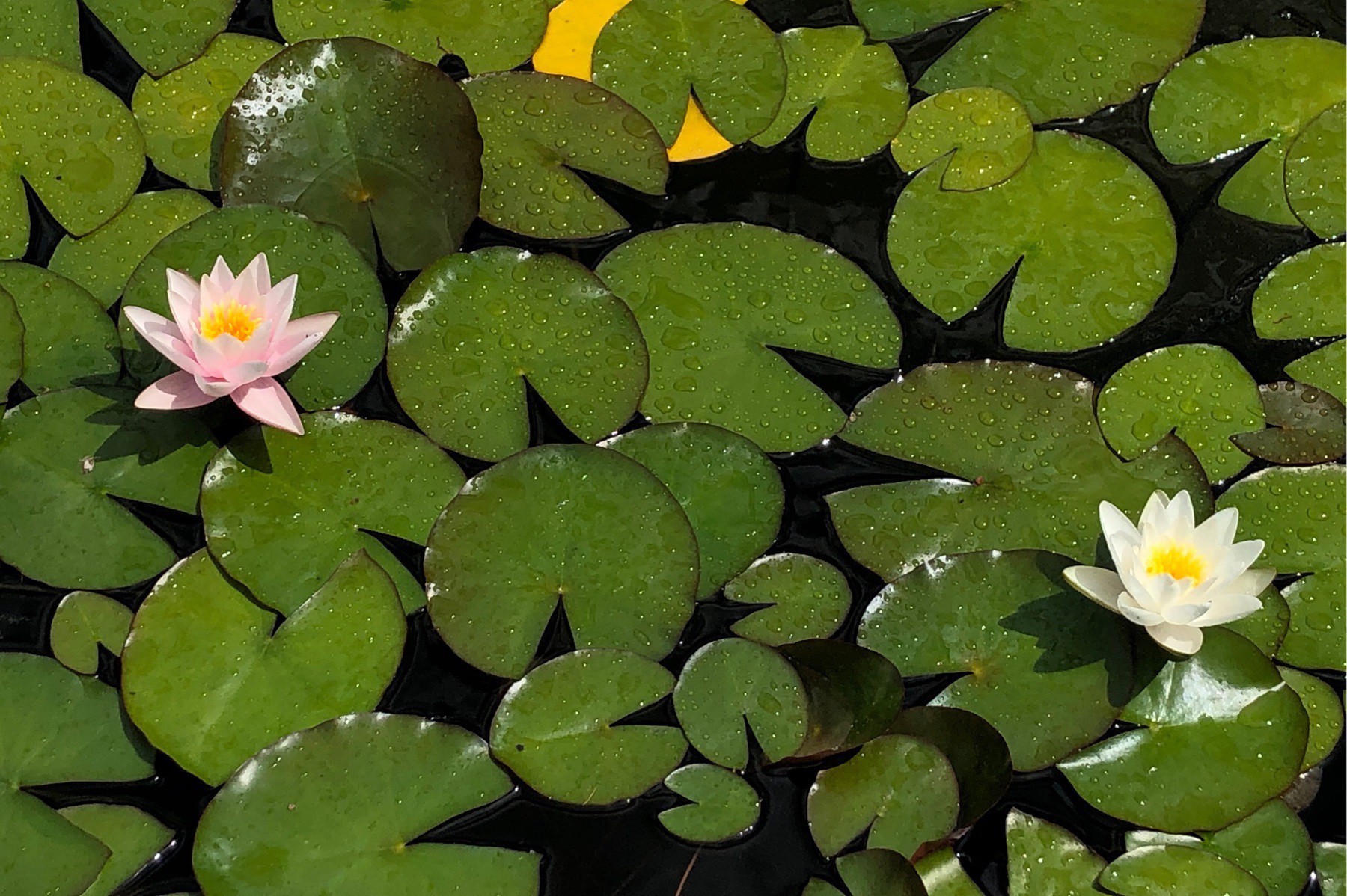 Lotus flowers and lily pads.