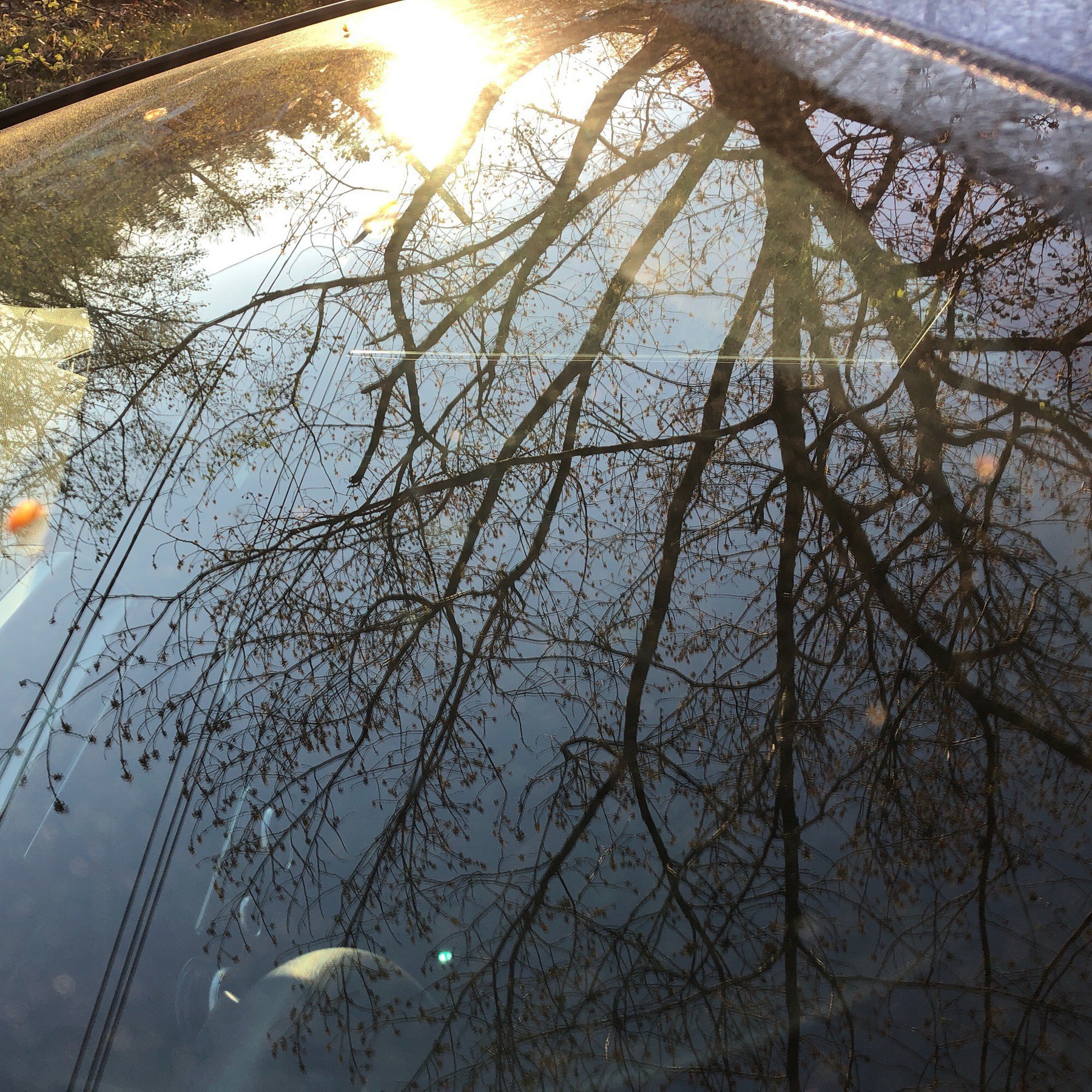 Reflection of sunlight and tree in car windshield.