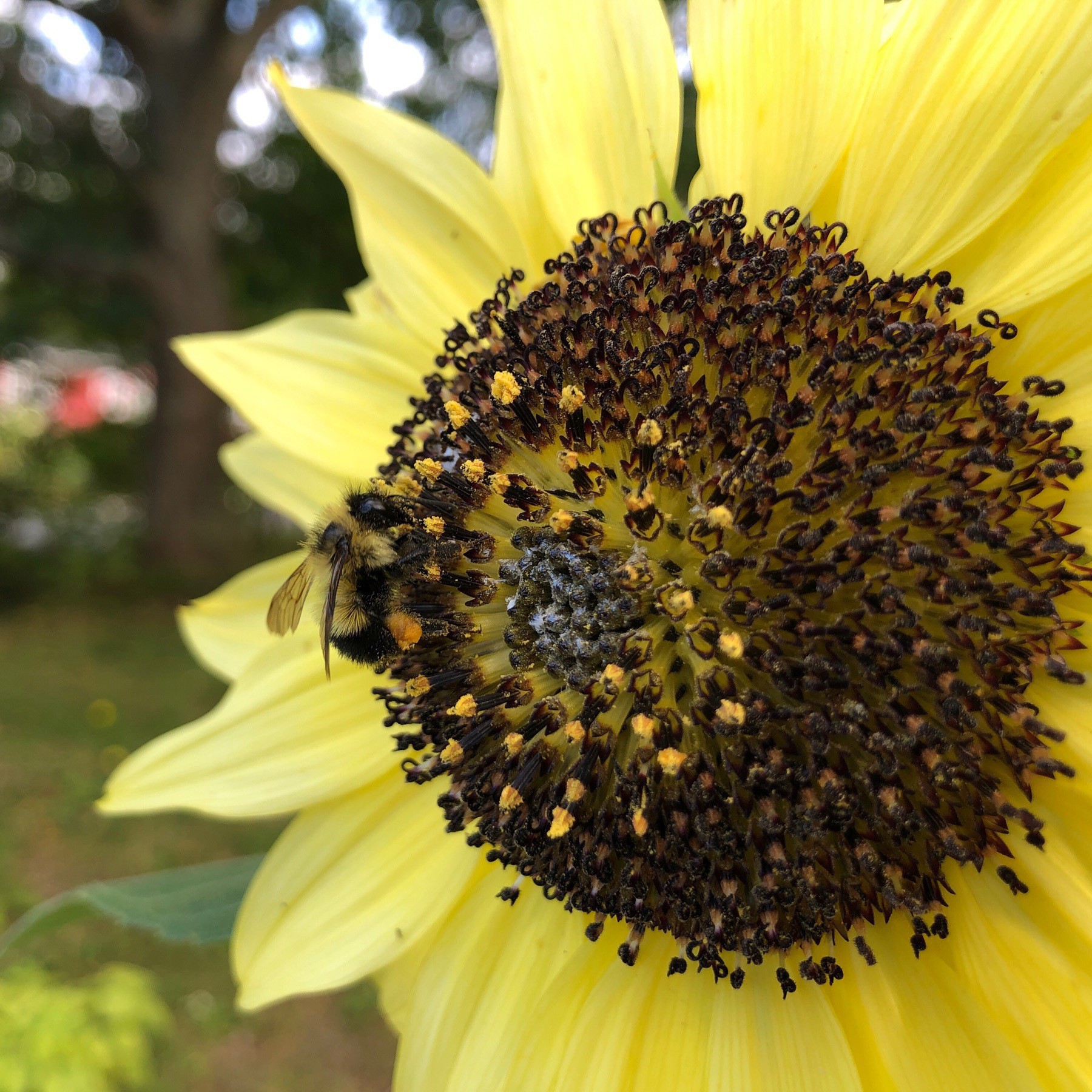 Bee on sunflower.