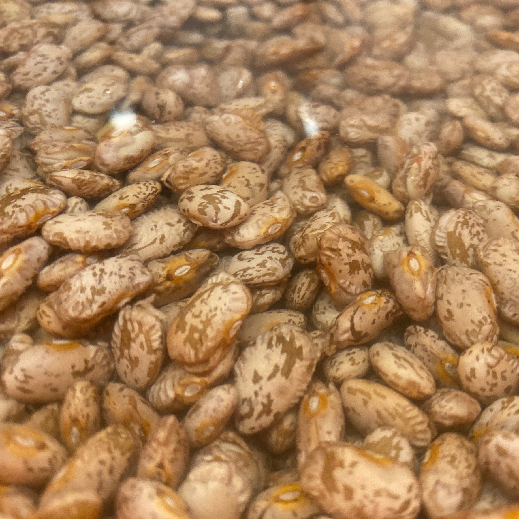 Pinto beans in water.