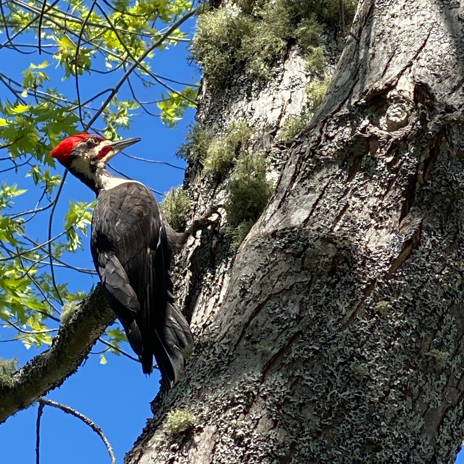 Pilated woodpecker on tree.