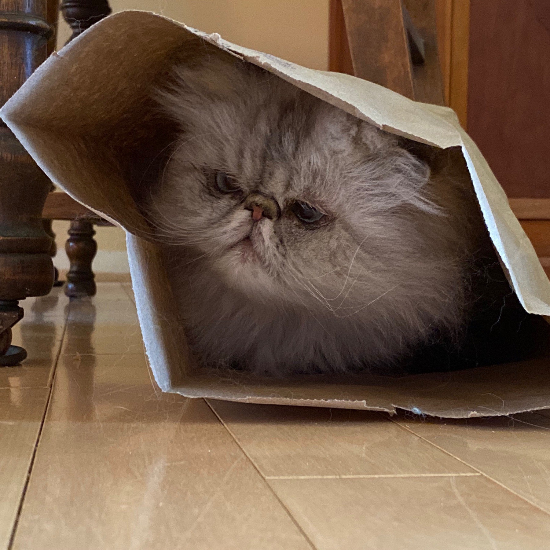 Cat in paper bag.