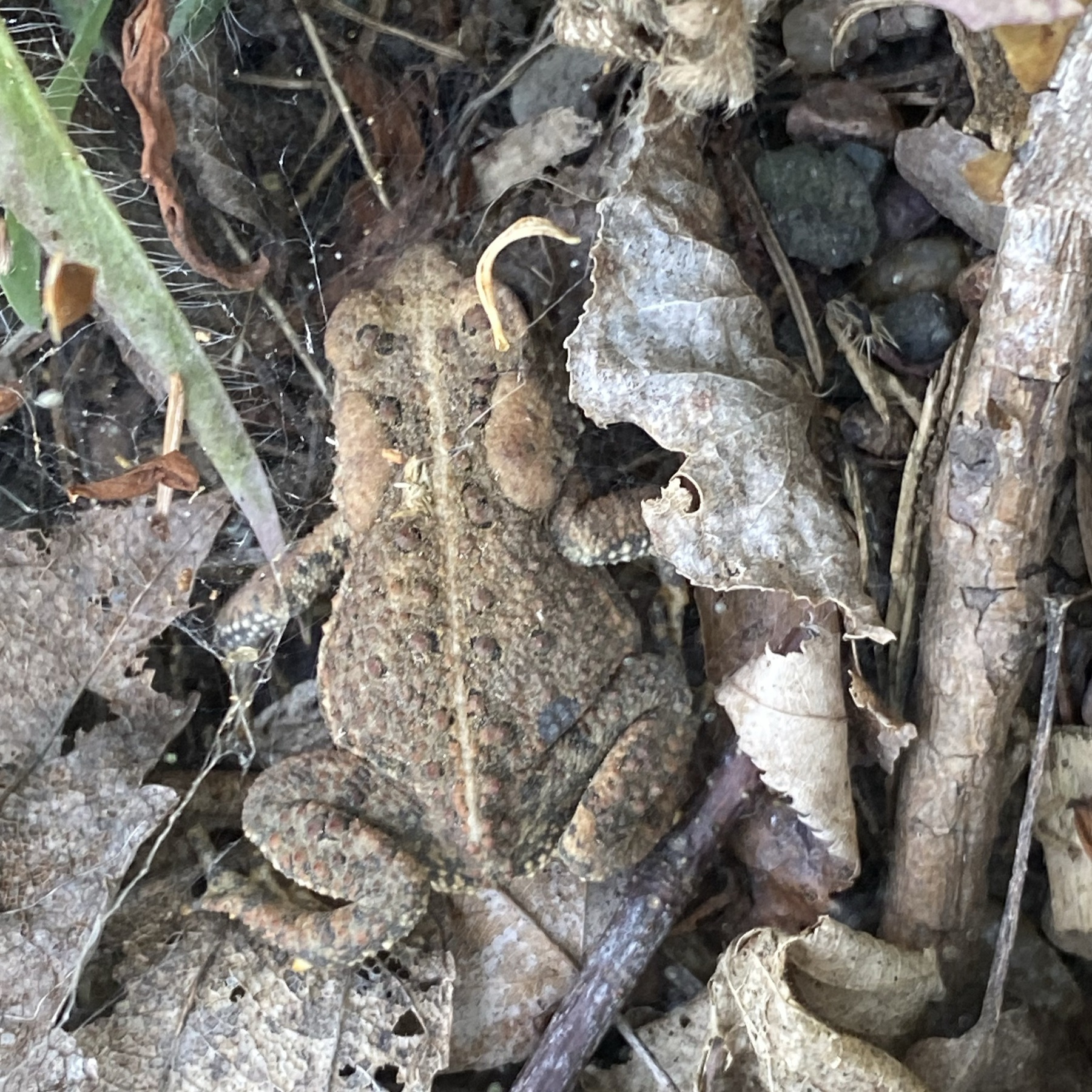 Small frog on ground beside leaves.
