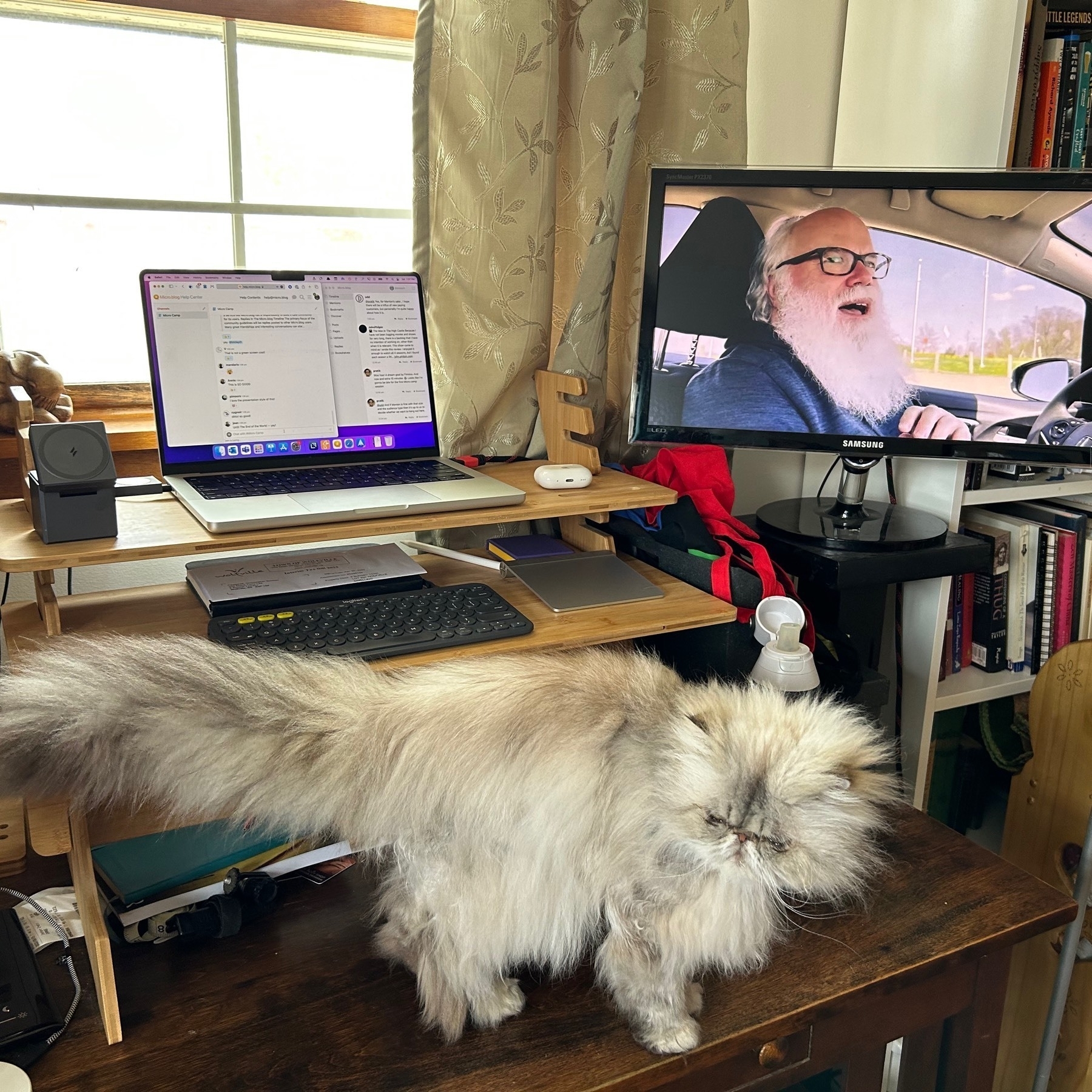 White cat on desk with laptop computer and monitor in background with a bearded man on the screen. 