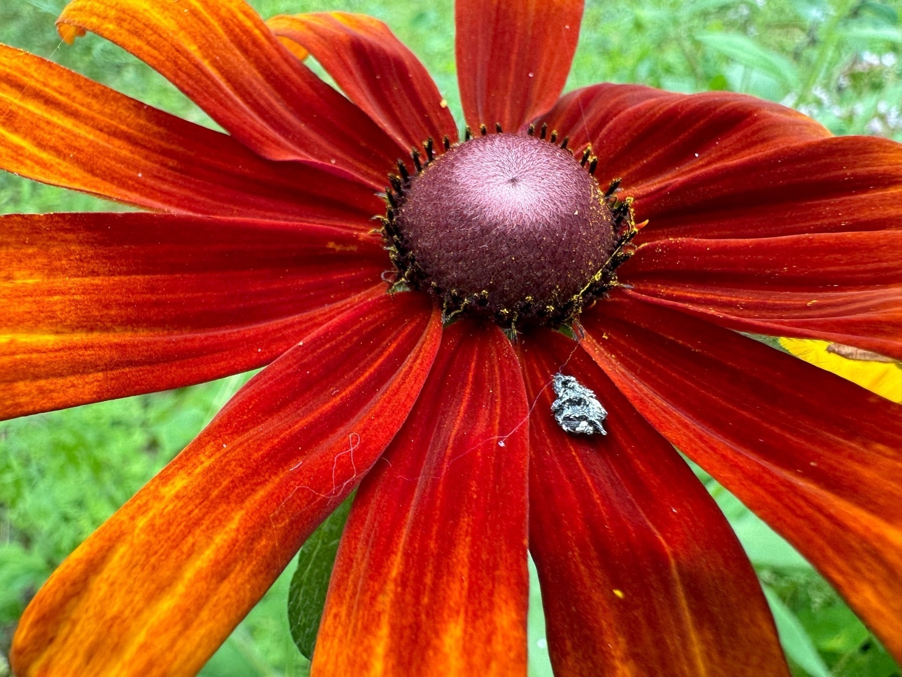 A vibrant red and orange flower with a dark center is adorned with a small insect resting on one of its petals.