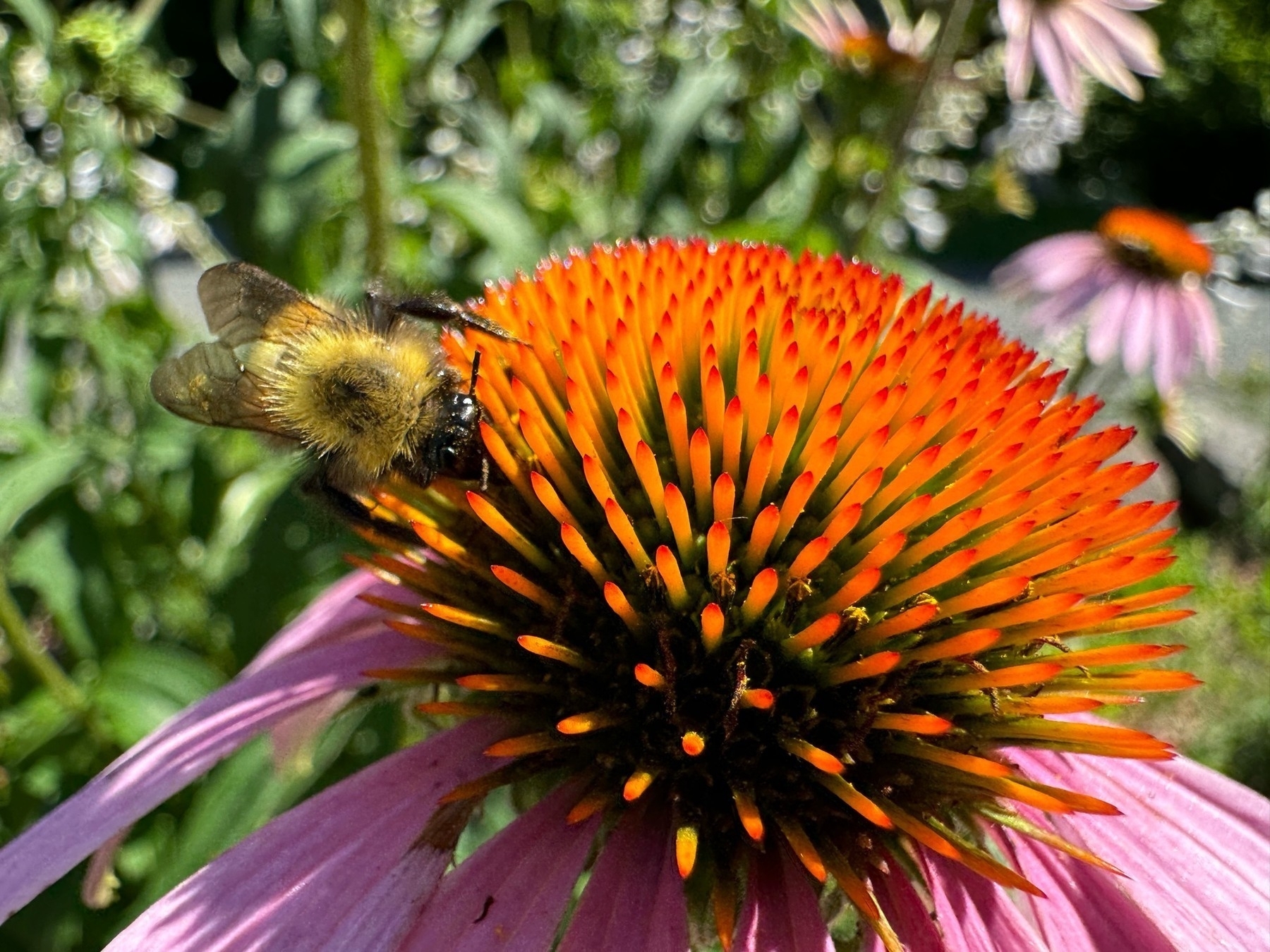 A bumblebee in the centre of an echinacea flower. 