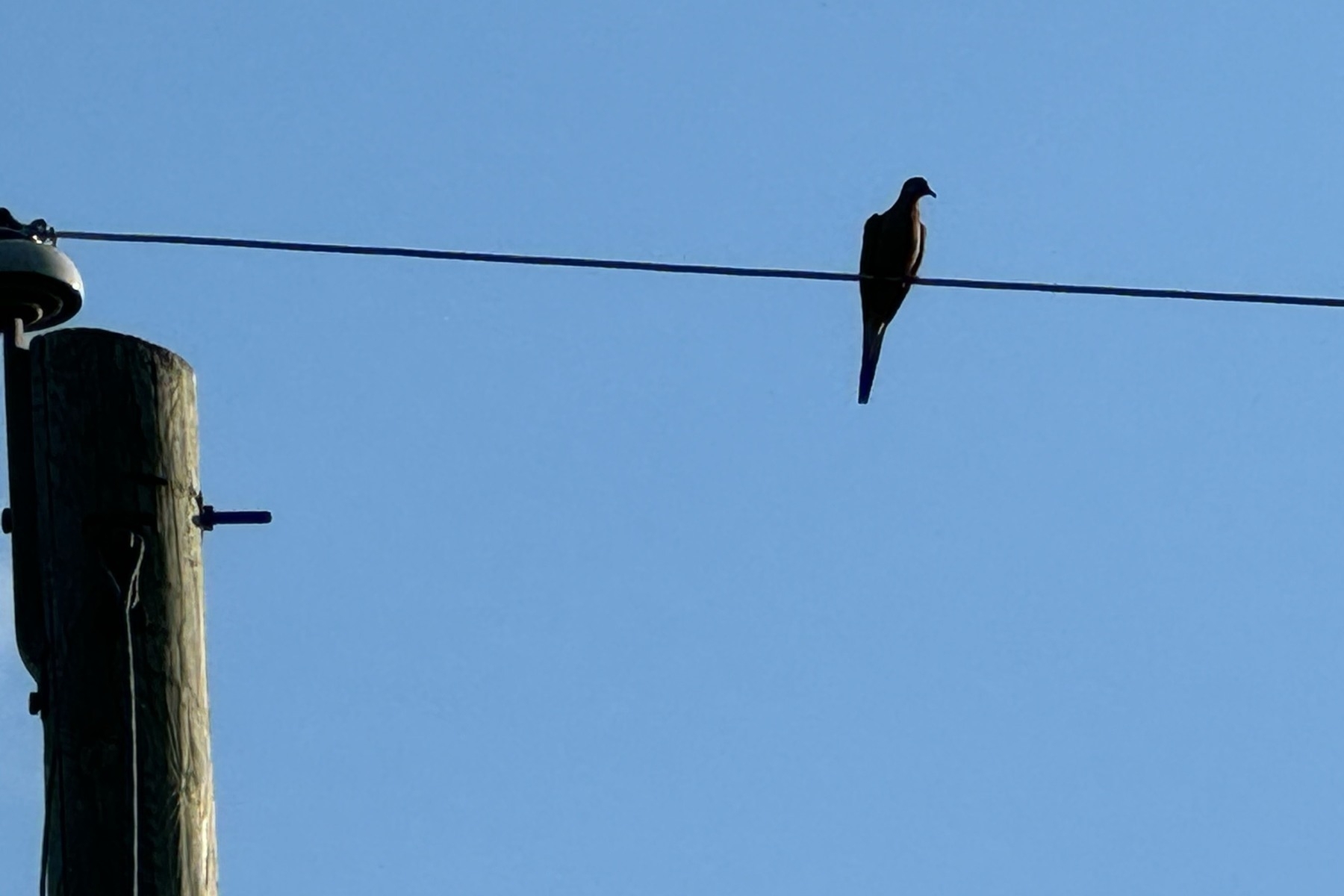 A mourning dove on a telephone wire against a clear blue sky. 