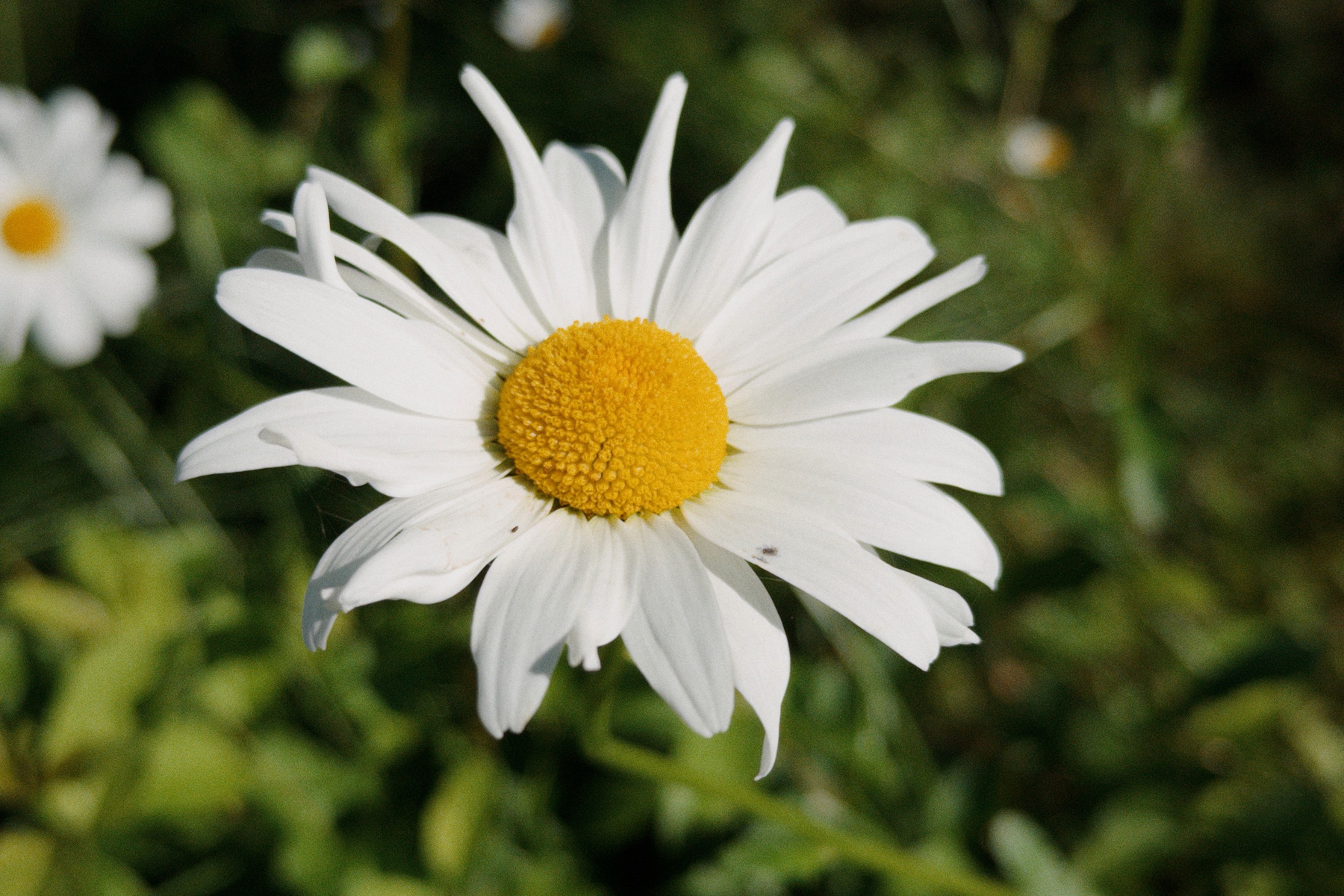 Close shot of daisy in bright sun. 